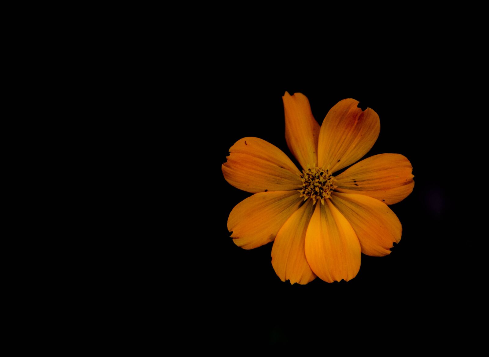 Nikon D7200 sample photo. Flower, kenya, h photography