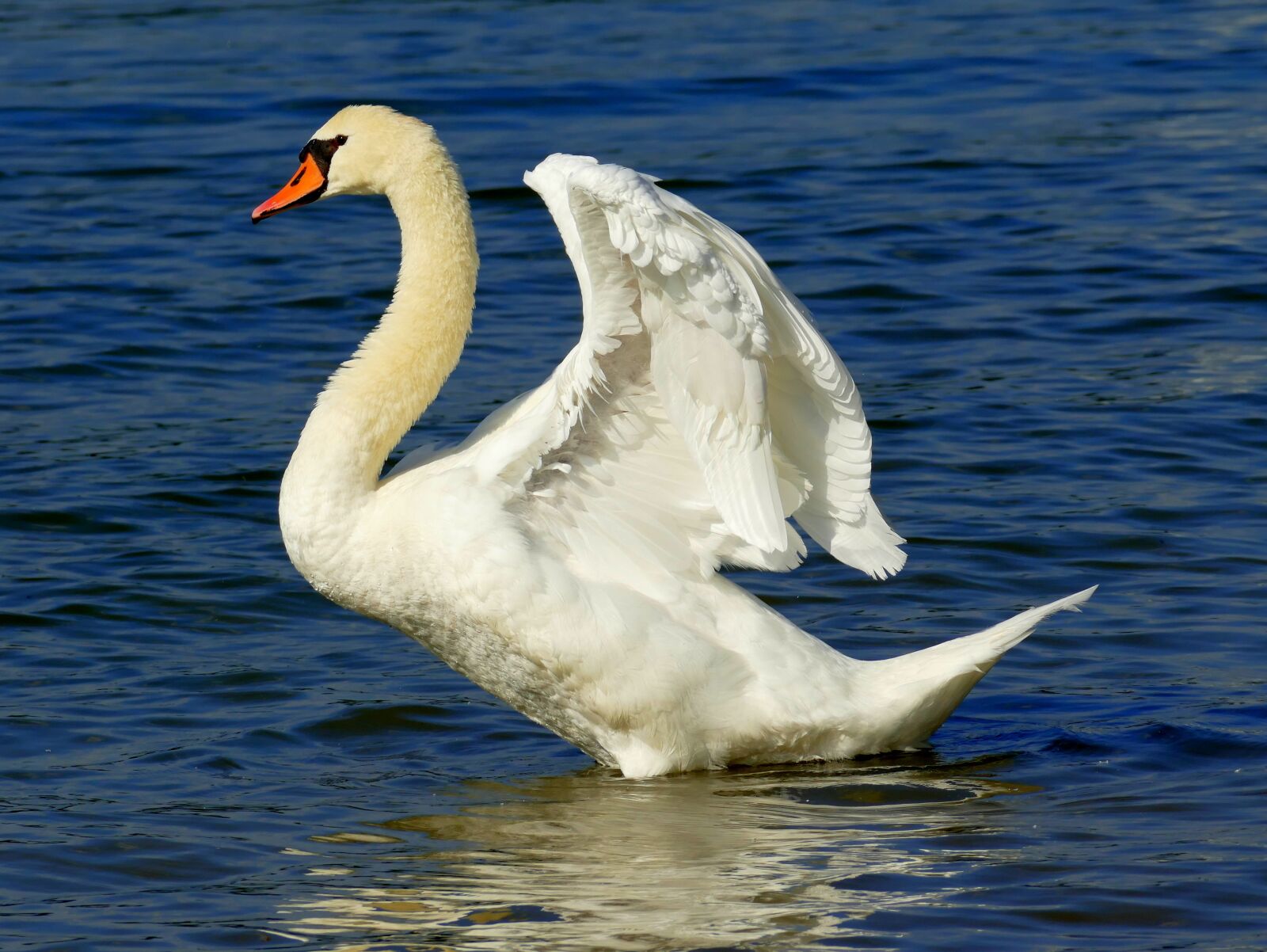 Panasonic Lumix DMC-FZ1000 sample photo. Swan, river, bird photography