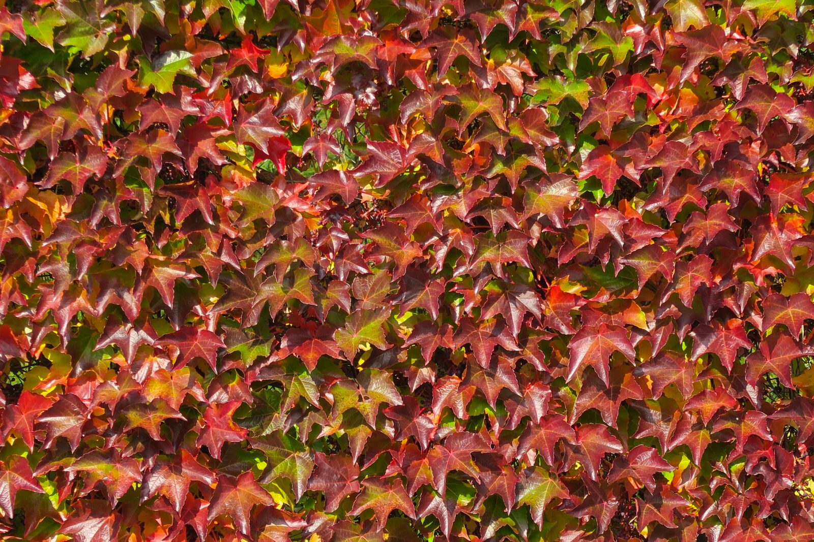 Canon PowerShot G7 X sample photo. Leaves, red photography
