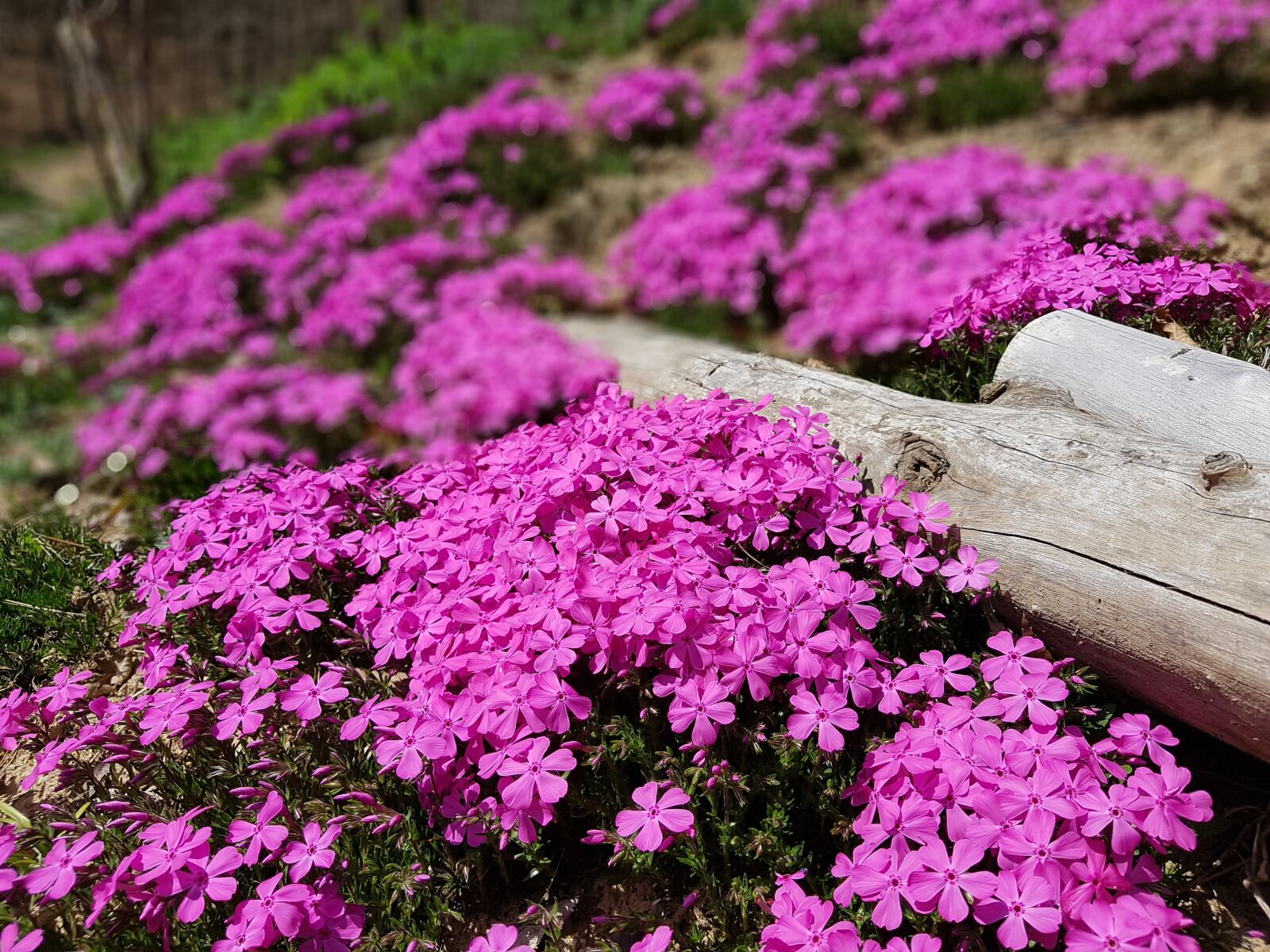 Samsung Galaxy S7 sample photo. Spring flowers, floor failure photography