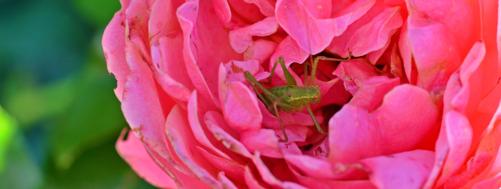 Nikon D5200 sample photo. Rose, grasshopper, close up photography