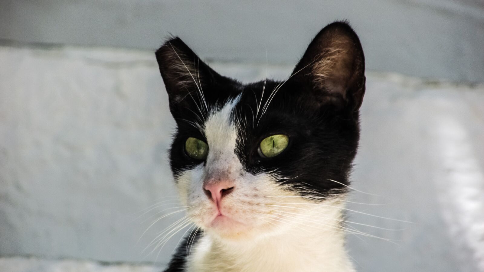 Canon PowerShot SX400 IS sample photo. Cat, stray, kitty photography