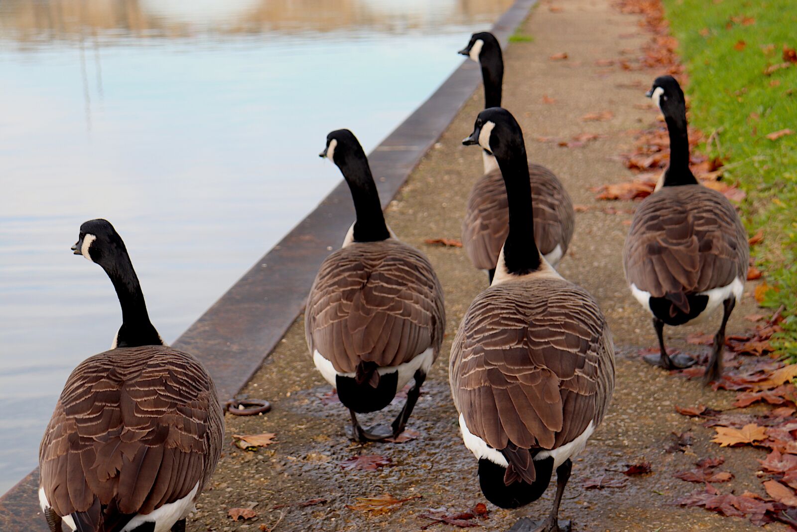 Canon EOS 800D (EOS Rebel T7i / EOS Kiss X9i) sample photo. Geese, canada goose, waterfowls photography