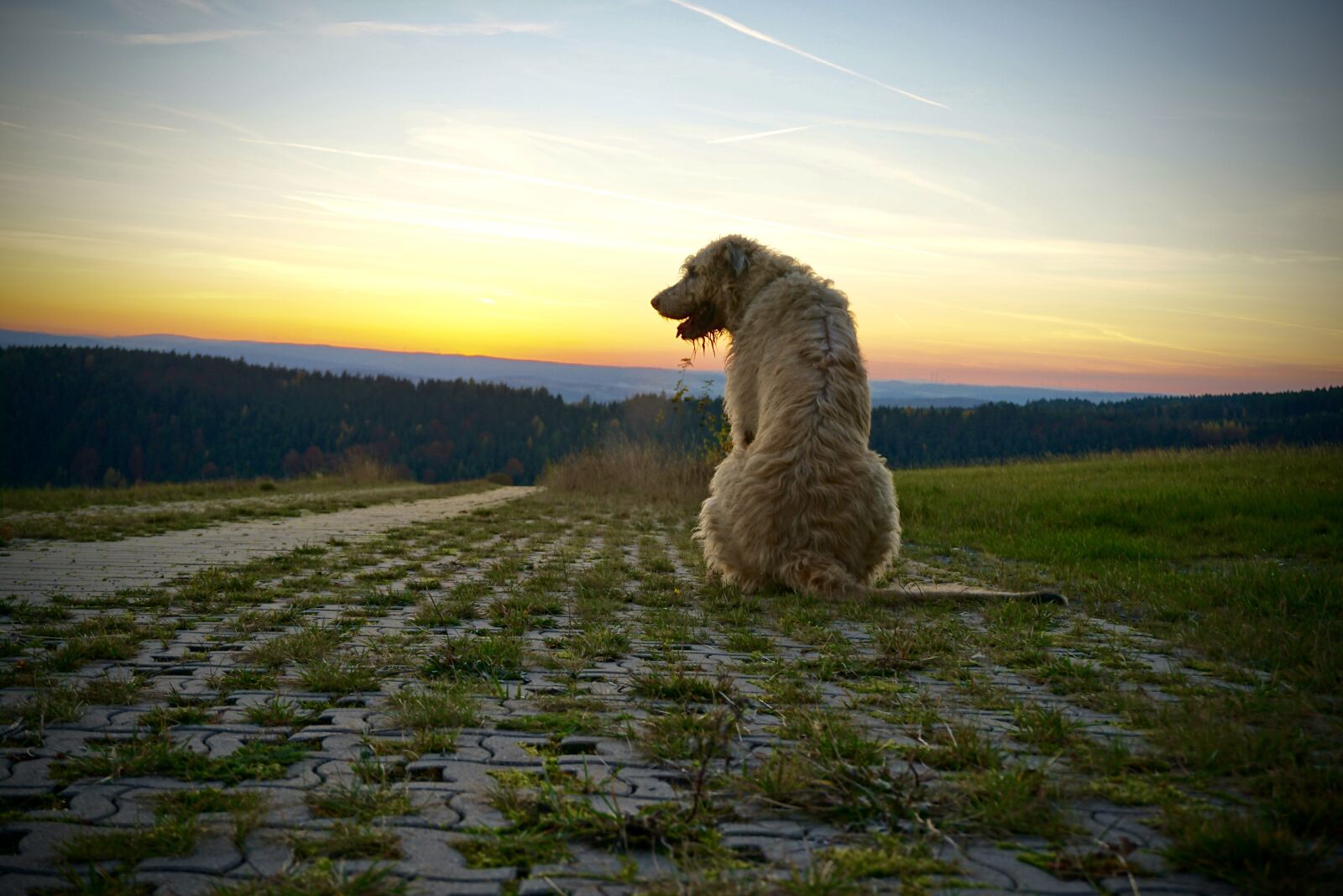 Sony a6000 sample photo. Sunset, irish wolfhound, abendstimmung photography