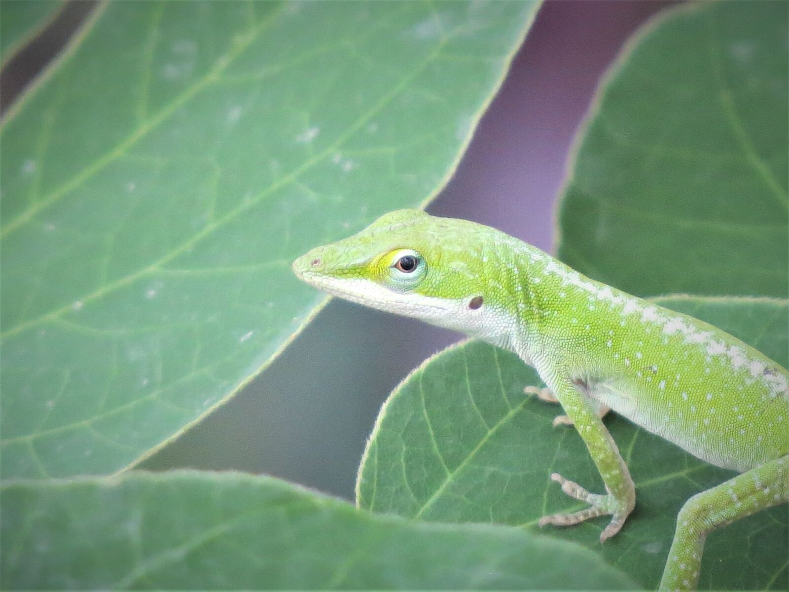 Canon PowerShot SX50 HS sample photo. Reptile, lizard, wild photography