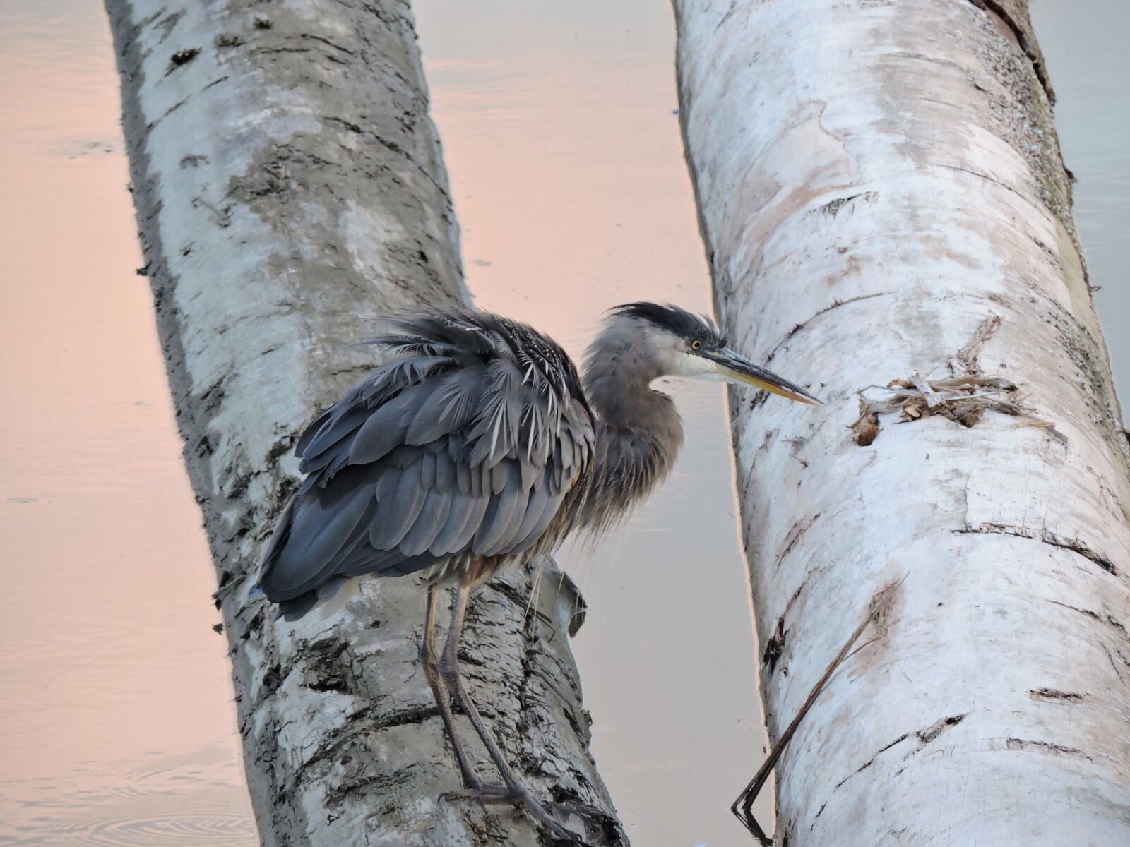 Nikon Coolpix P530 sample photo. Nature, blue heron, birds photography