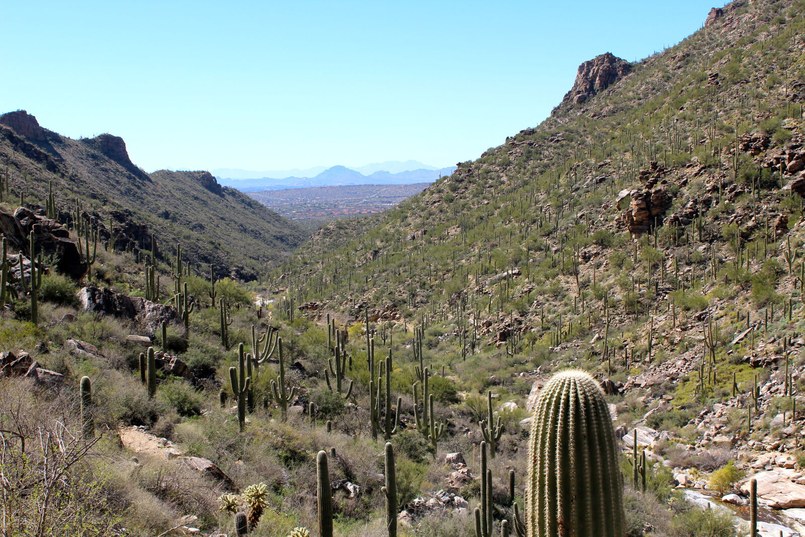 Canon EOS 1200D (EOS Rebel T5 / EOS Kiss X70 / EOS Hi) sample photo. Cactus, canyon, desert, green photography