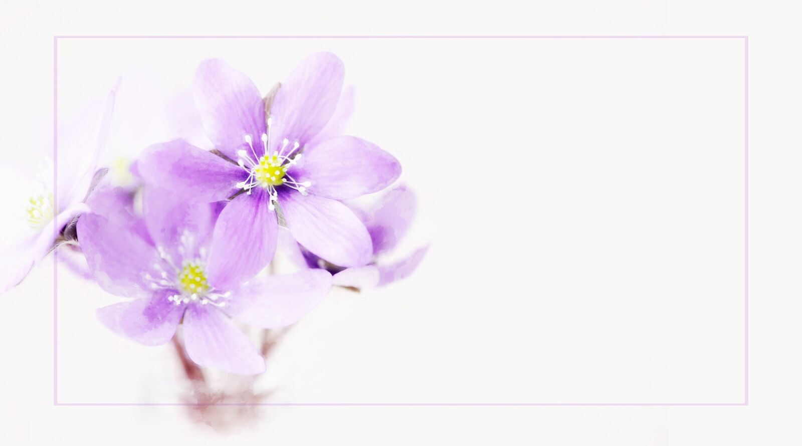 Nikon D750 sample photo. Painting, hepatica, flower photography