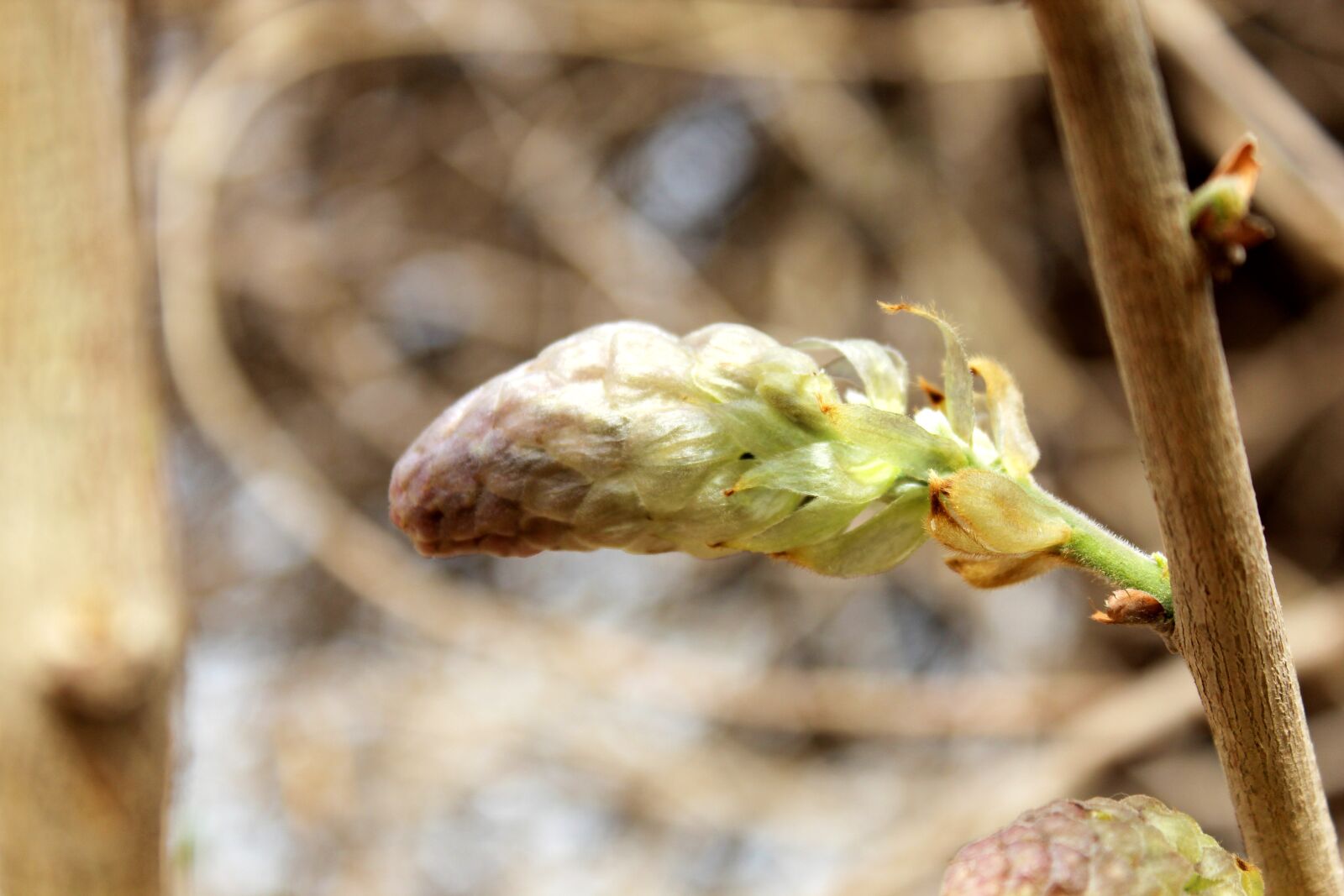 Canon EOS 600D (Rebel EOS T3i / EOS Kiss X5) sample photo. Wisteria, the pods, bud photography