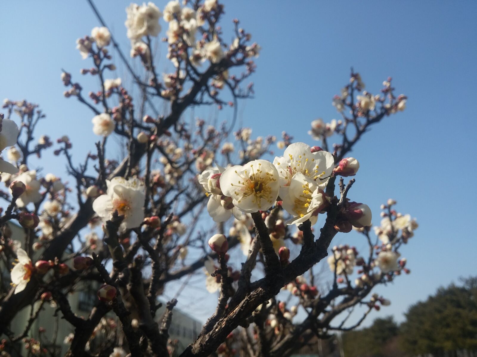 LG G Pro2 sample photo. Spring, flowers, sky photography