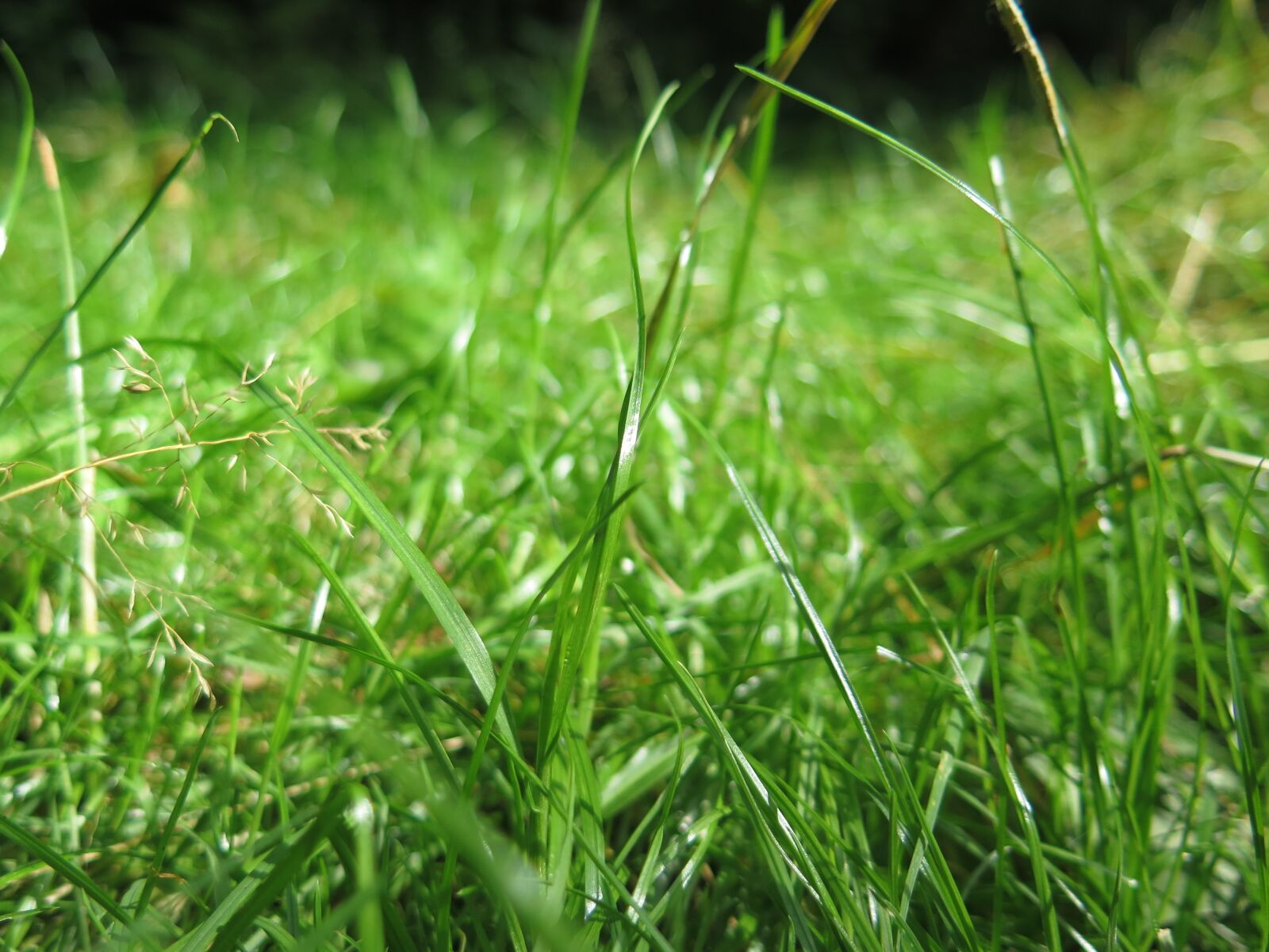 Canon PowerShot G16 sample photo. Grass, green, outdoors photography