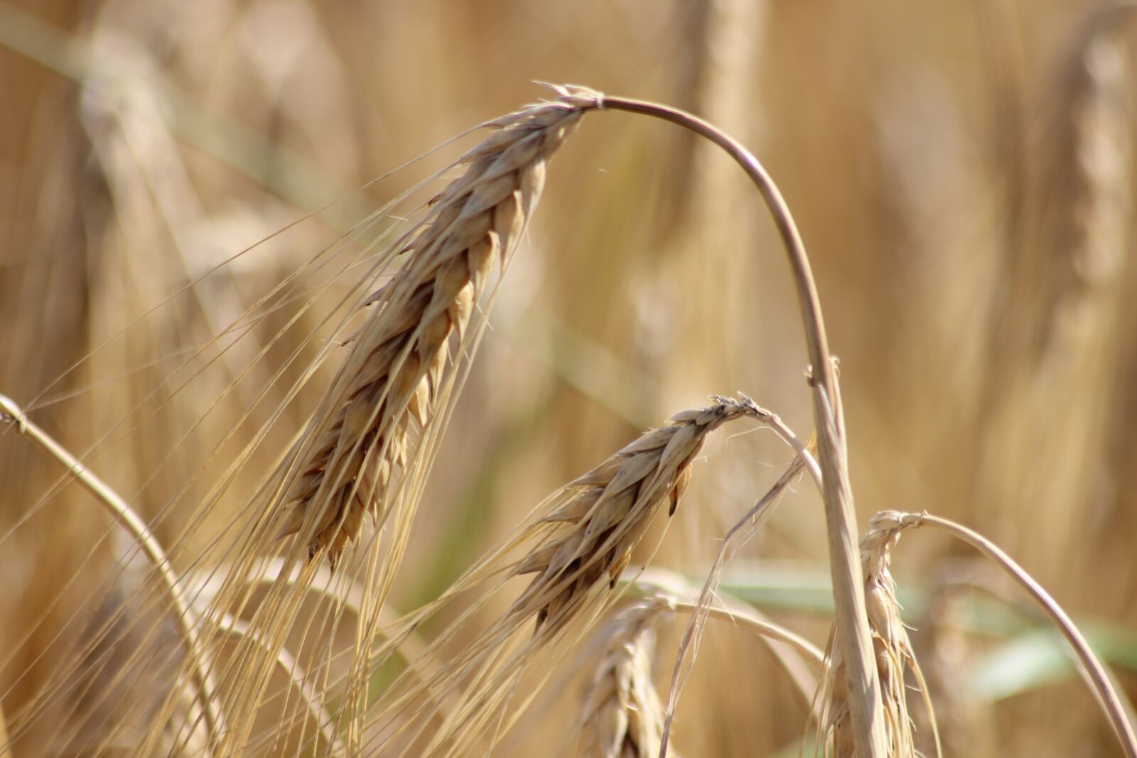 Canon EOS 600D (Rebel EOS T3i / EOS Kiss X5) sample photo. Barley, cereals, field photography