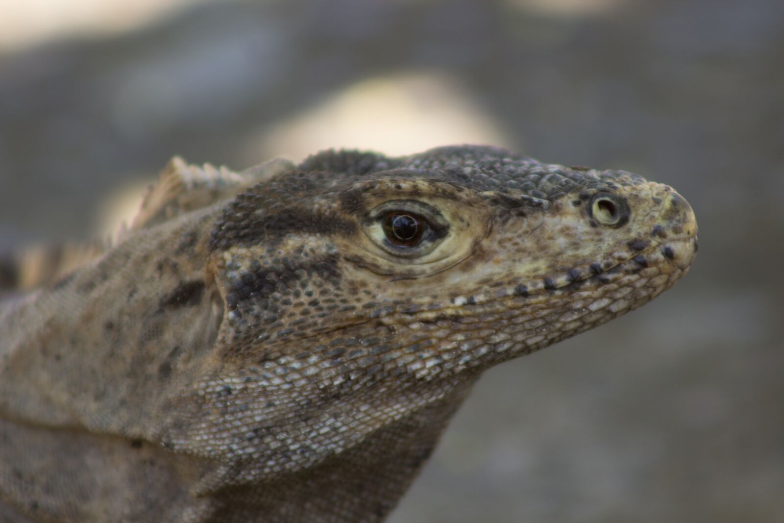Canon EOS 1200D (EOS Rebel T5 / EOS Kiss X70 / EOS Hi) sample photo. Iguana, lizard, wildlife photography