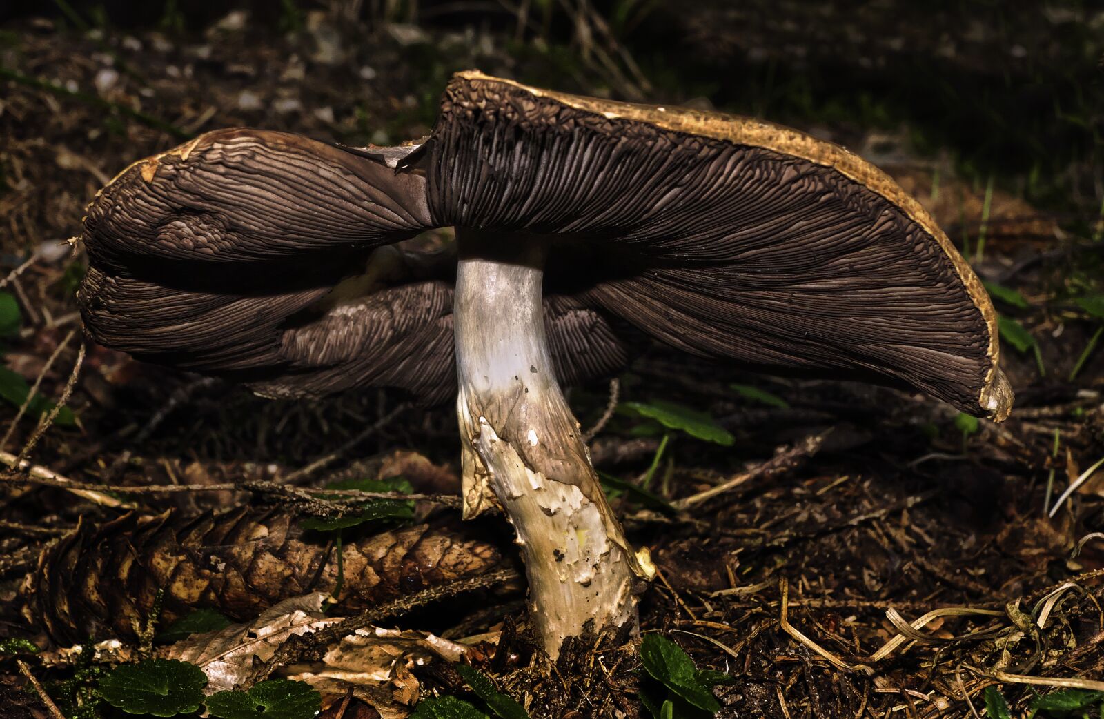Panasonic Lumix DMC-FZ1000 sample photo. Mushroom, disc fungus, old photography