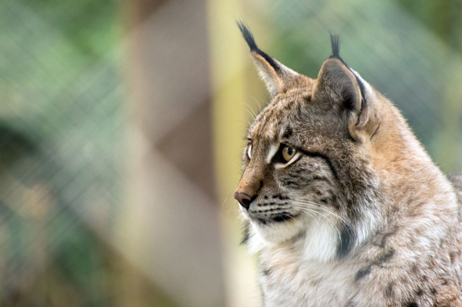 Nikon D3200 sample photo. Nature, animal world, animal photography