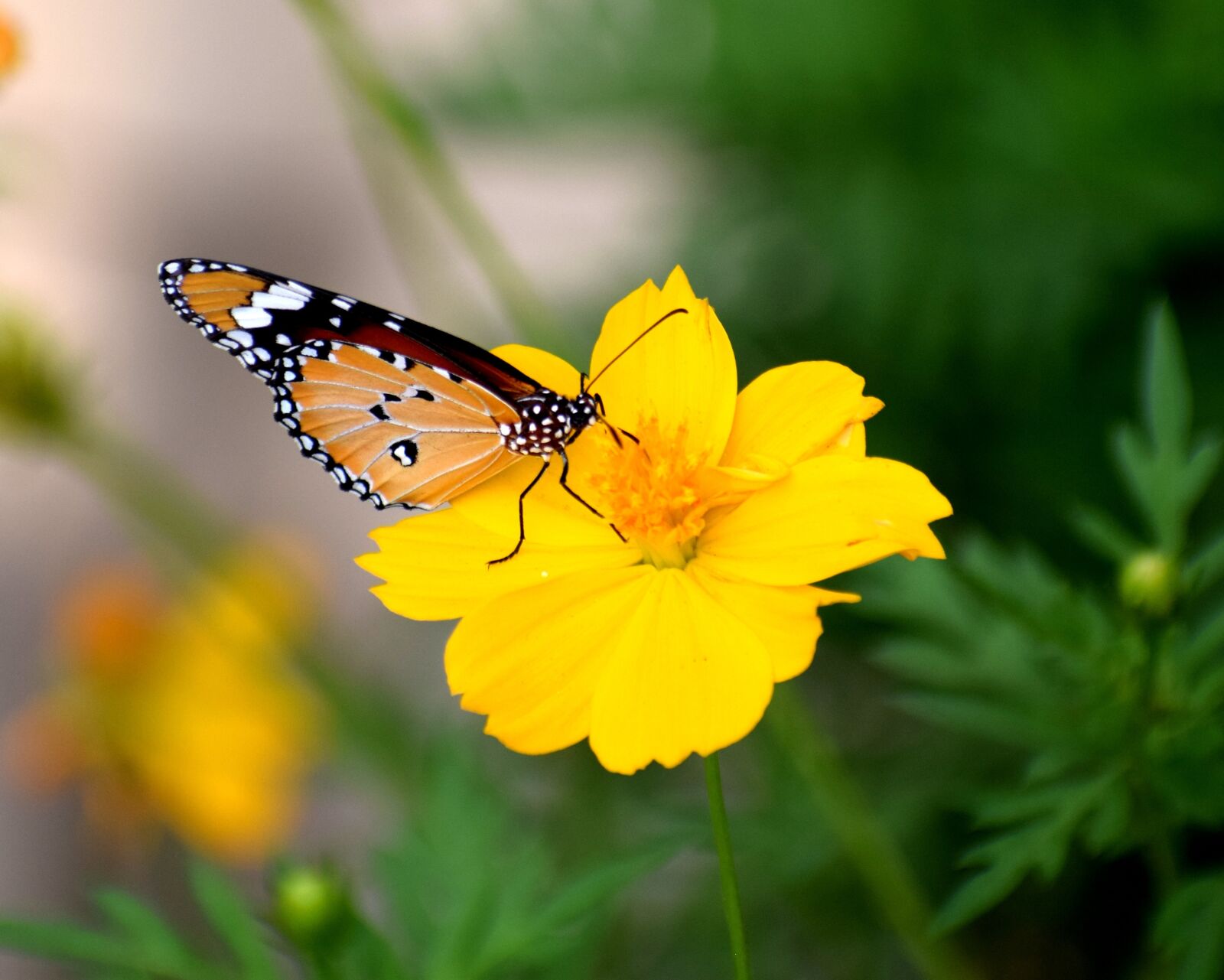 Nikon D3300 sample photo. Nature, butterfly, spring photography