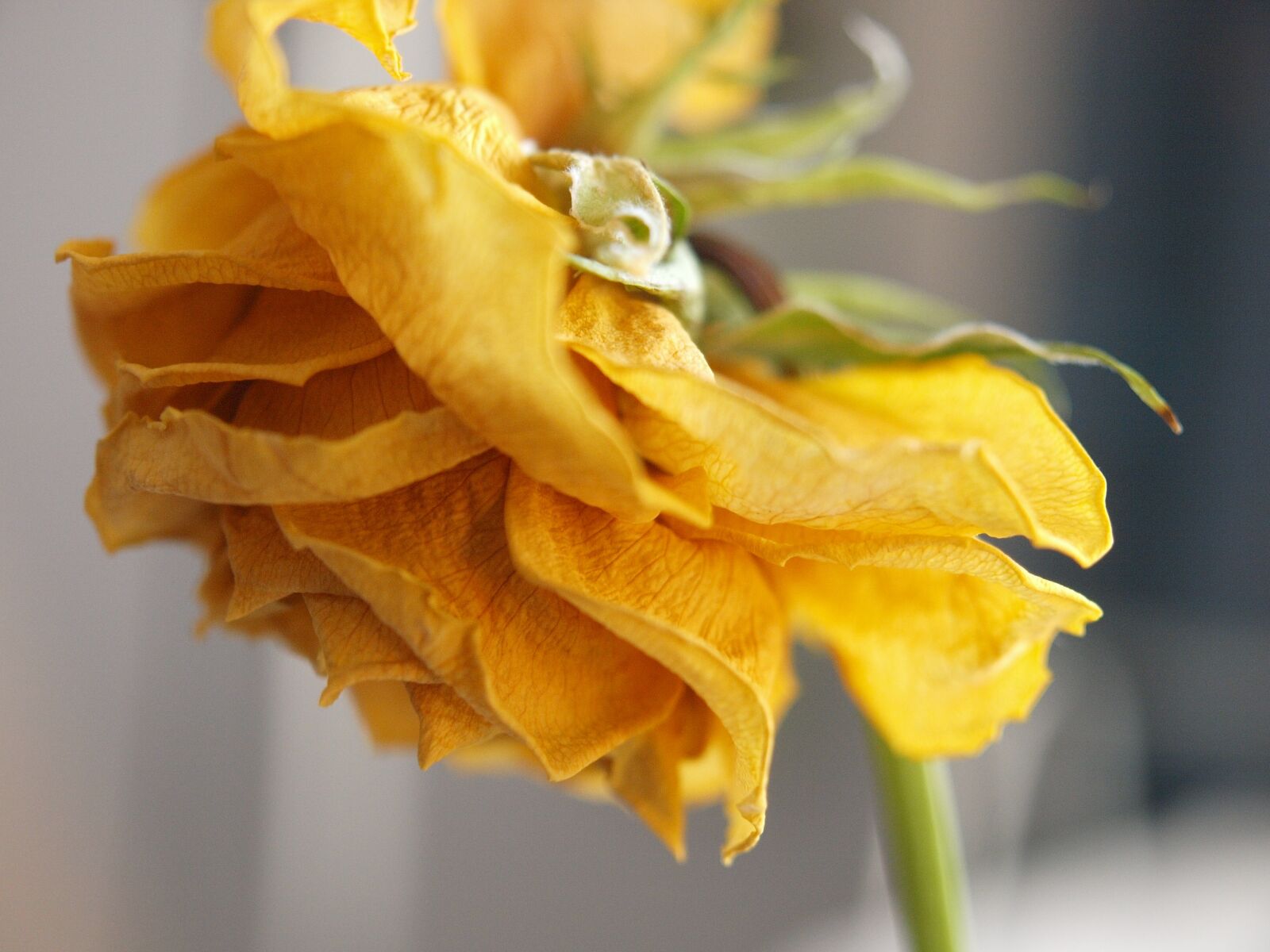 Olympus E-3 sample photo. Flower, yellow, rose photography