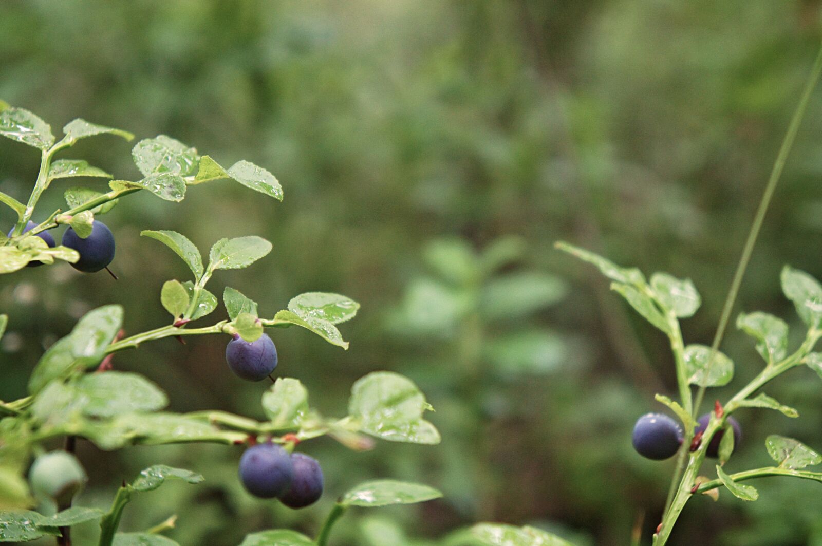 Sony Alpha NEX-C3 + Sony E 18-55mm F3.5-5.6 OSS sample photo. Blueberry, forest, berry photography