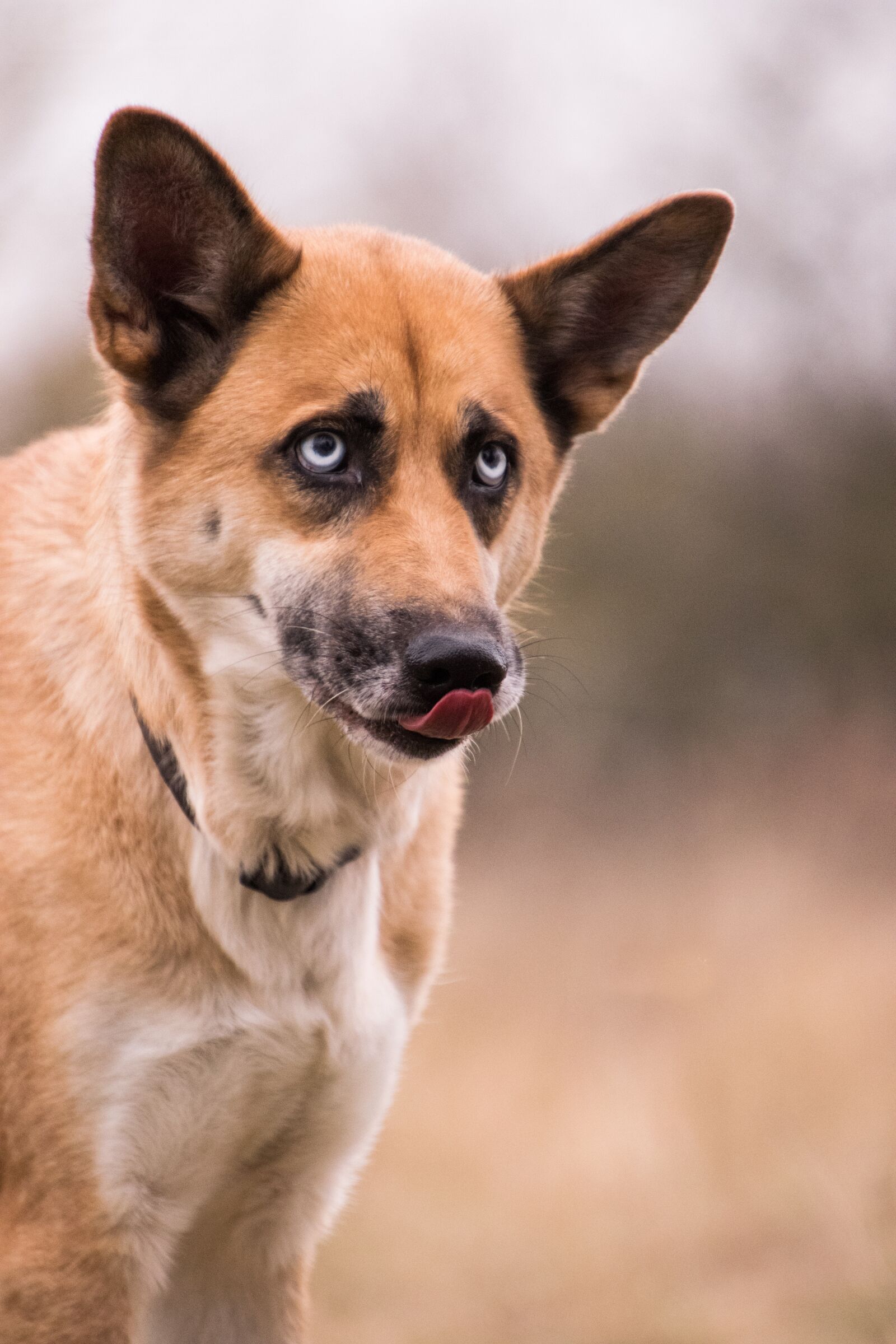 Nikon D3300 sample photo. Dog, cute, animal photography