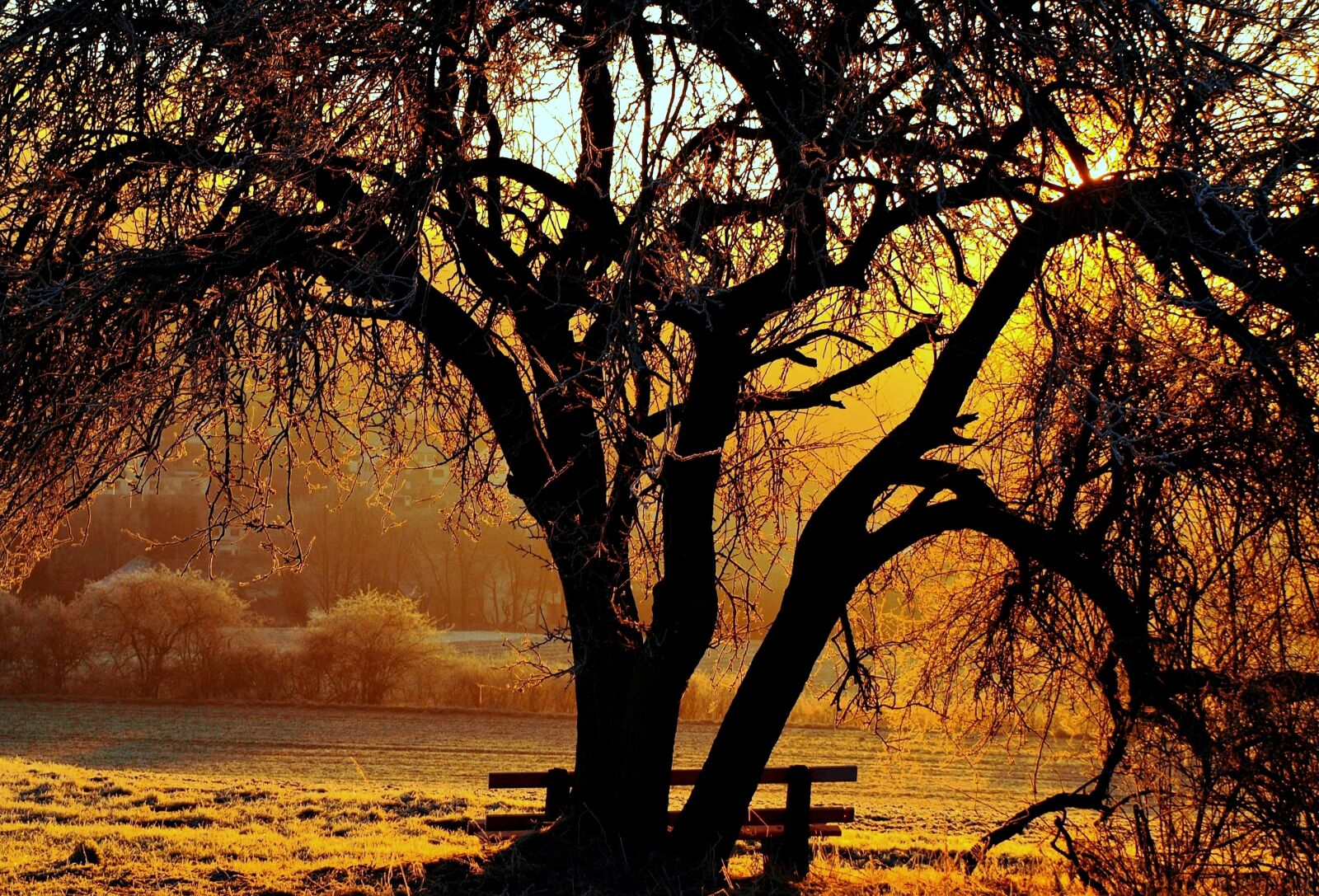 Olympus E-510 (EVOLT E-510) sample photo. Tree, backlighting, landscape photography
