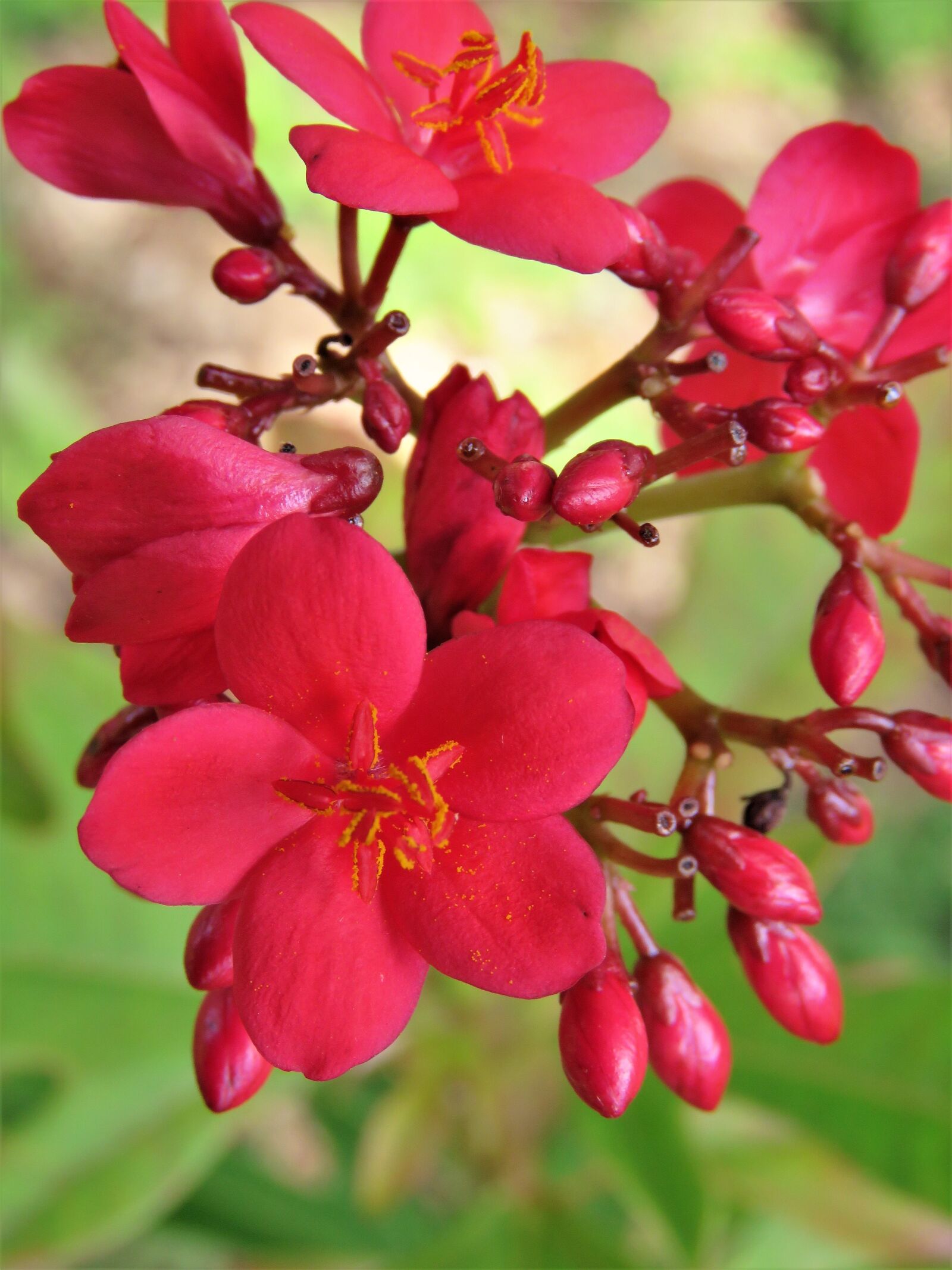 Canon PowerShot SX60 HS sample photo. Flowers, red, garden photography