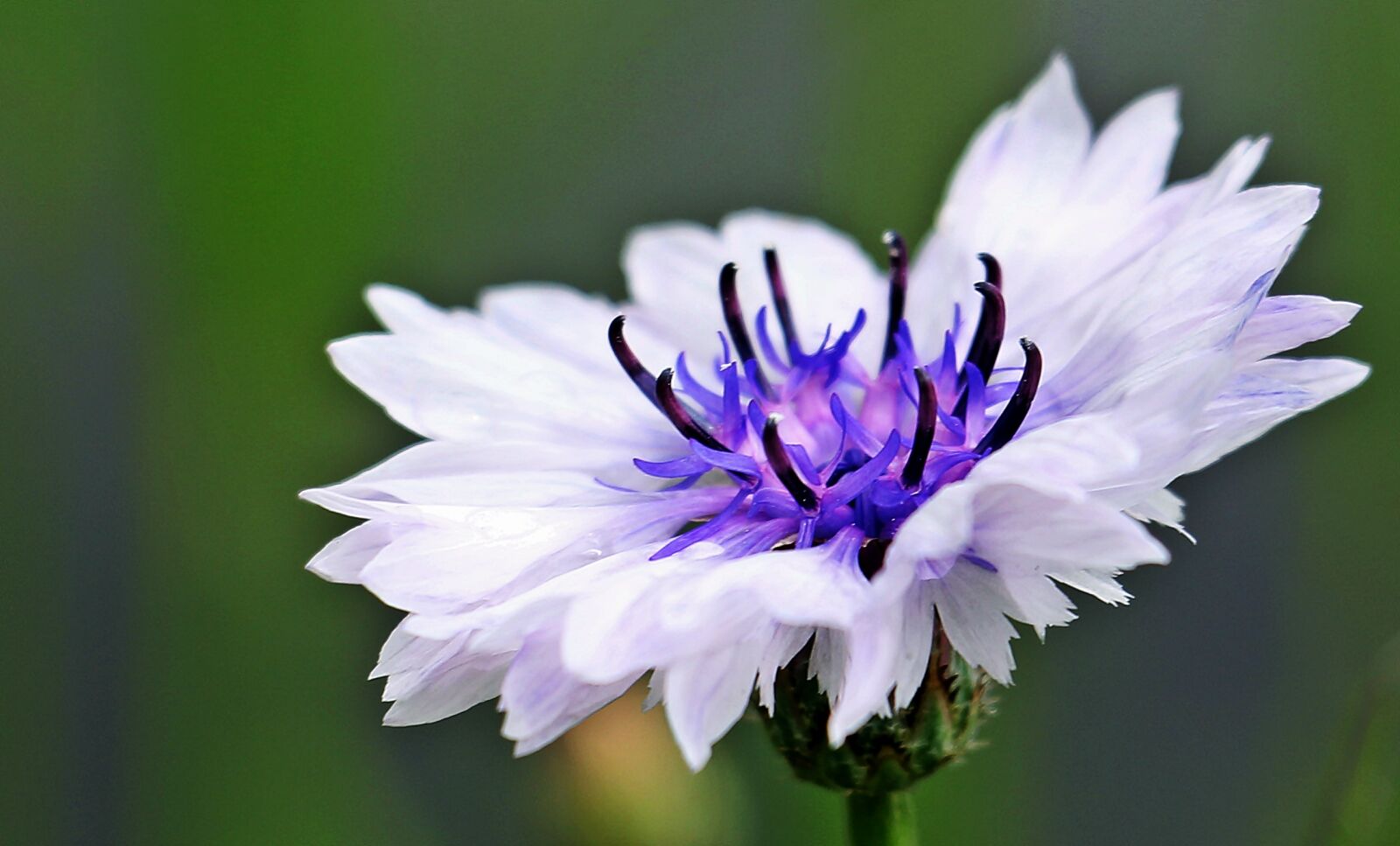 Canon EOS 550D (EOS Rebel T2i / EOS Kiss X4) sample photo. Cornflower, wild flower, white photography