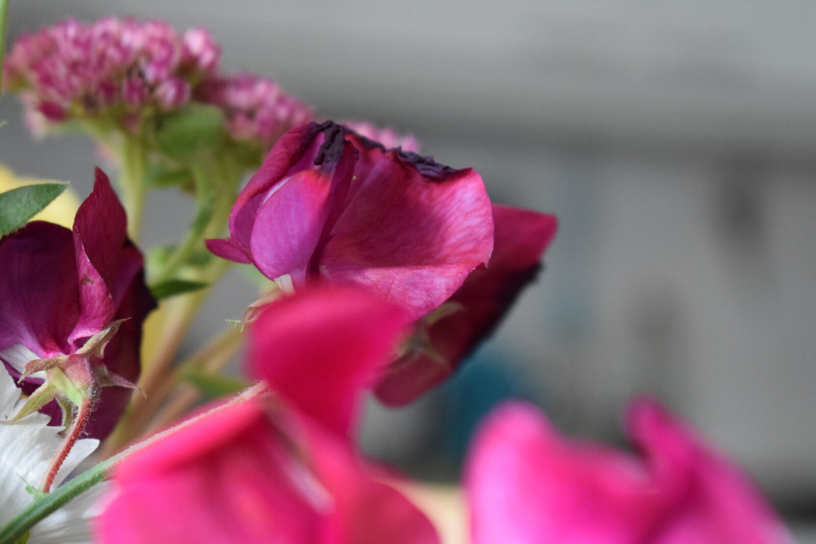 Nikon D3300 sample photo. Color, flower, green, indoor photography