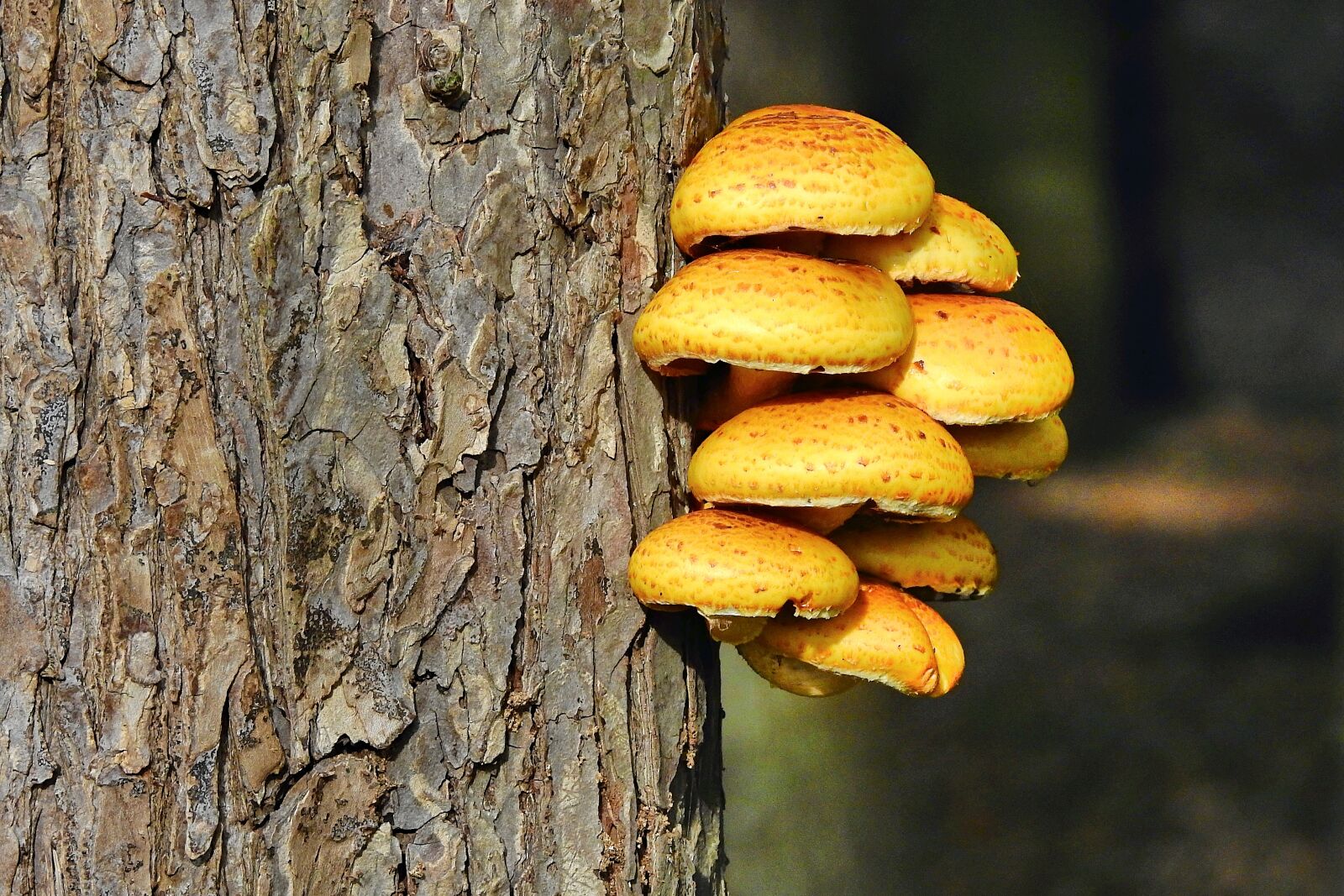 Nikon Coolpix P900 sample photo. Mushrooms, the bark, tree photography