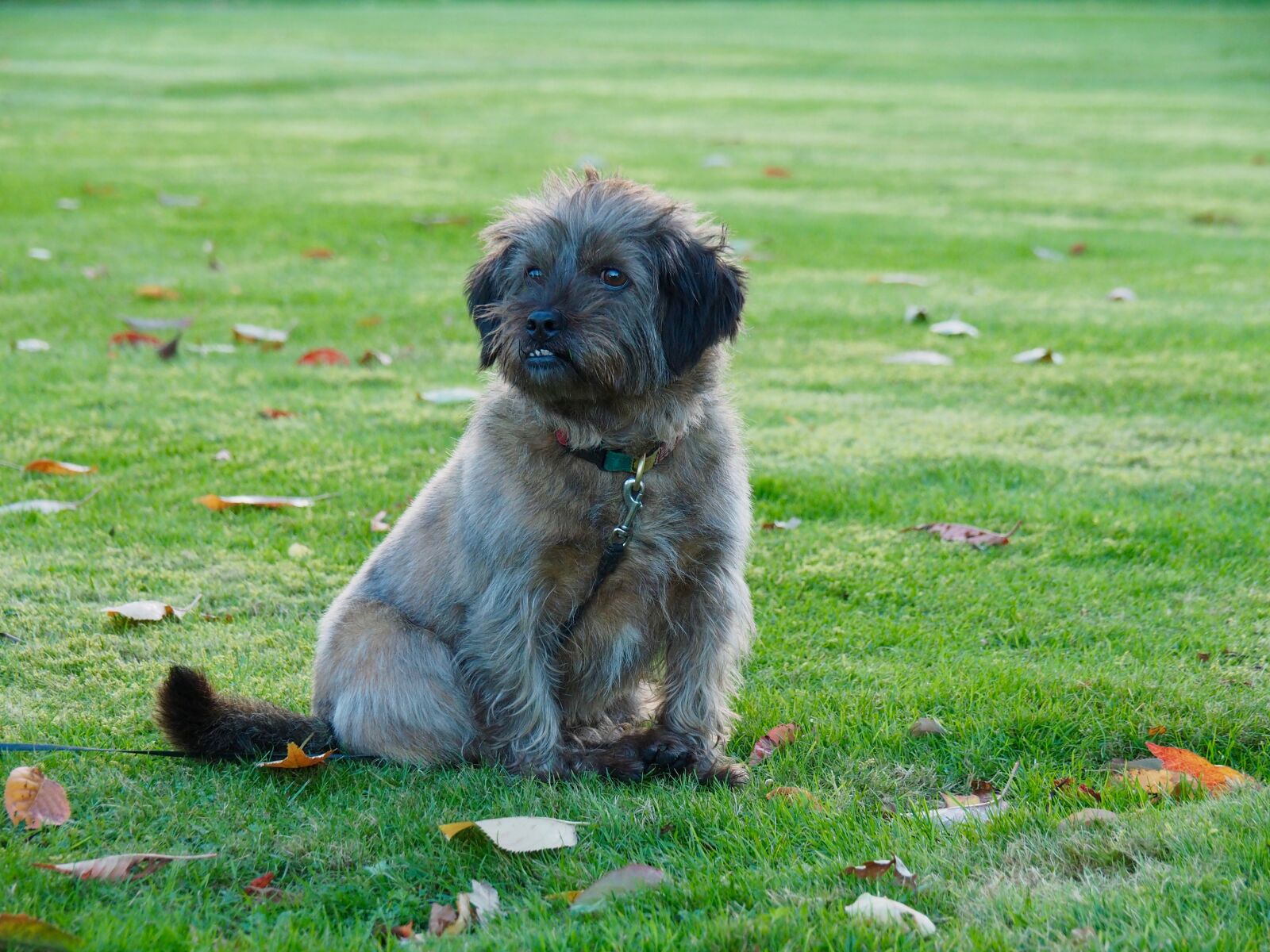 Olympus OM-D E-M5 II sample photo. Dog, hector photography