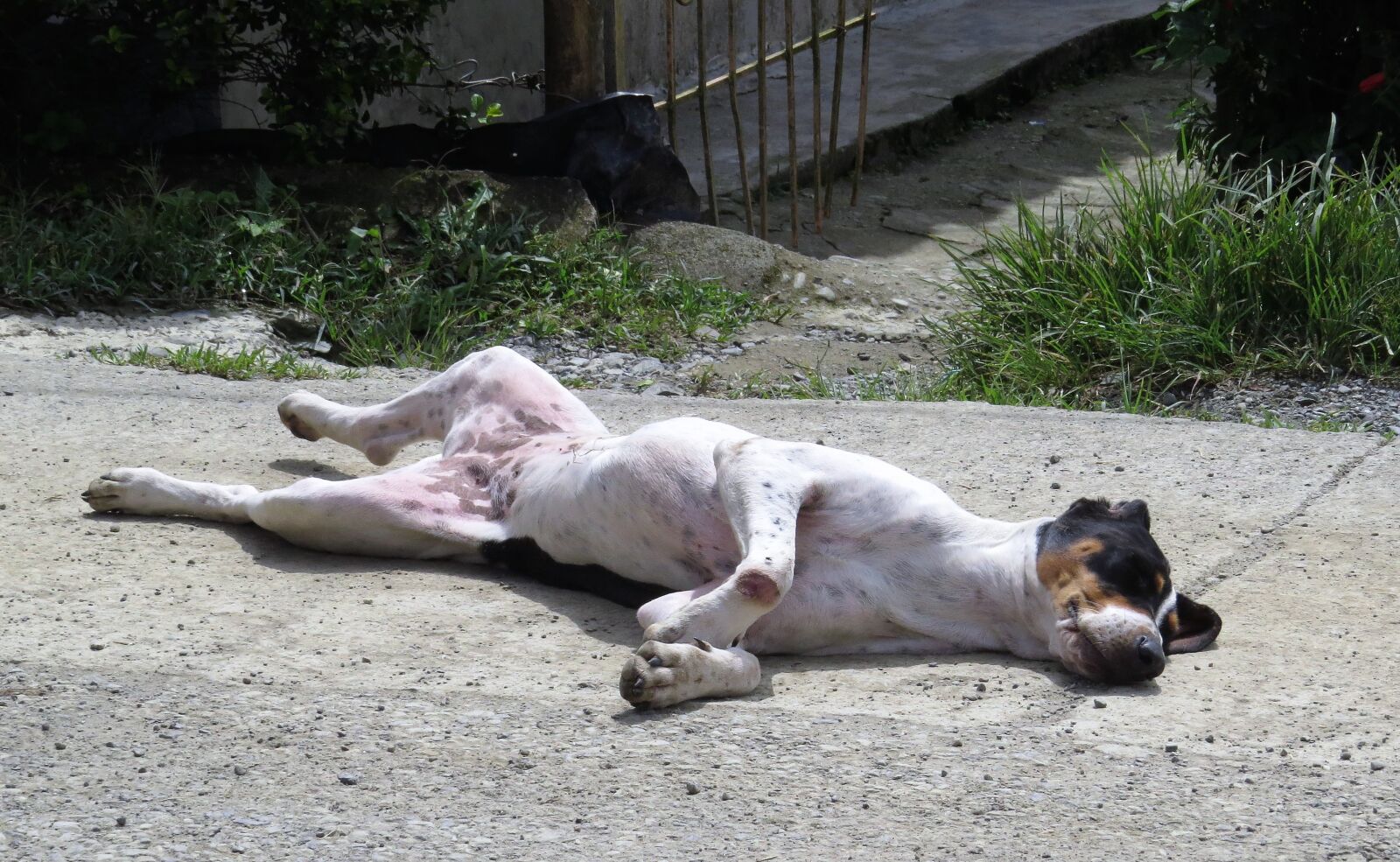 Canon PowerShot SX50 HS sample photo. Animal, dog, domestic photography