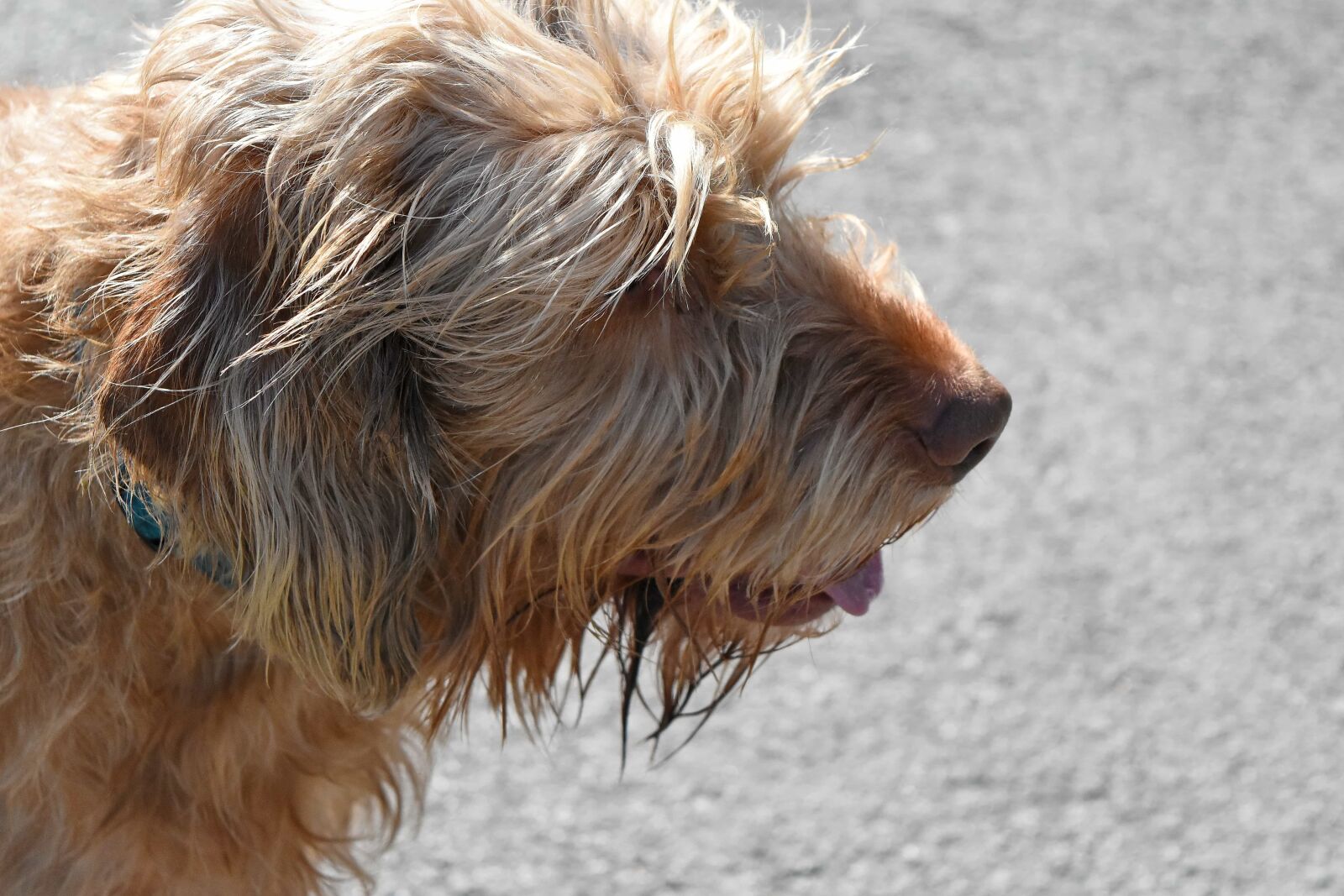 Nikon D5500 sample photo. Shepherd dog, dog, animal photography