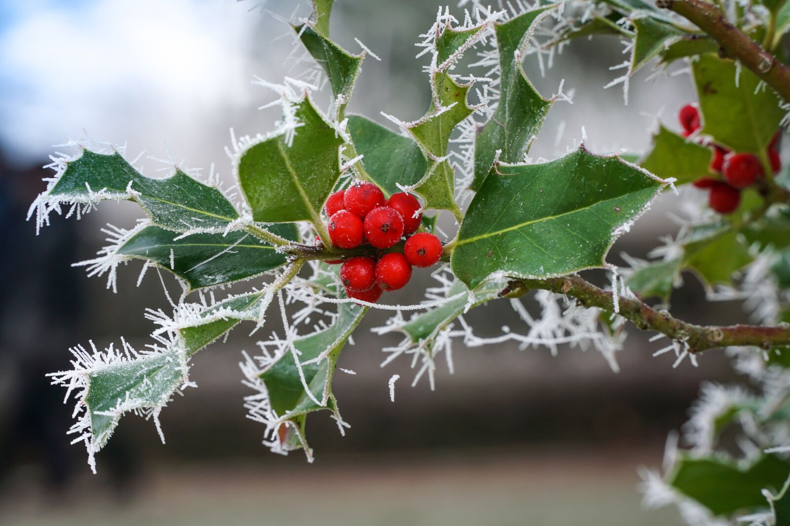 Sony a6000 sample photo. Winter, ripe, cold photography