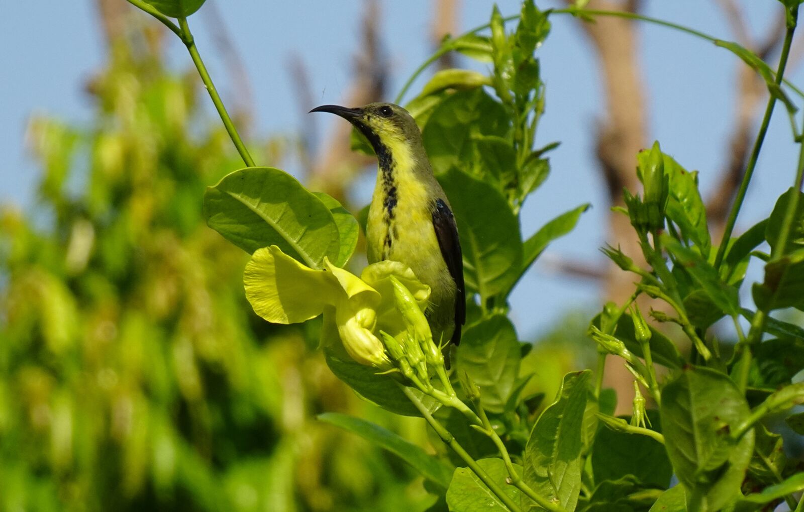 Sony DSC-WX800 sample photo. Bird, purple sunbird, cinnyris photography