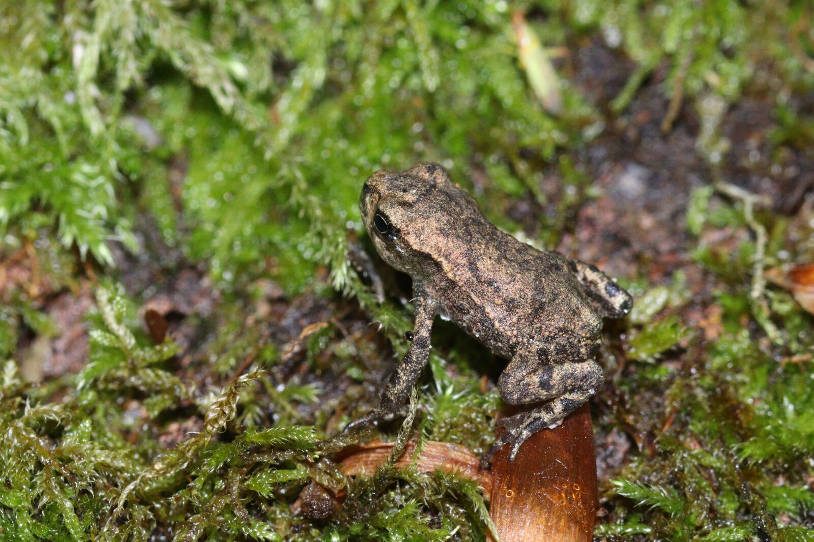 Canon EOS 250D (EOS Rebel SL3 / EOS Kiss X10 / EOS 200D II) sample photo. Frog, baby, amphibian photography