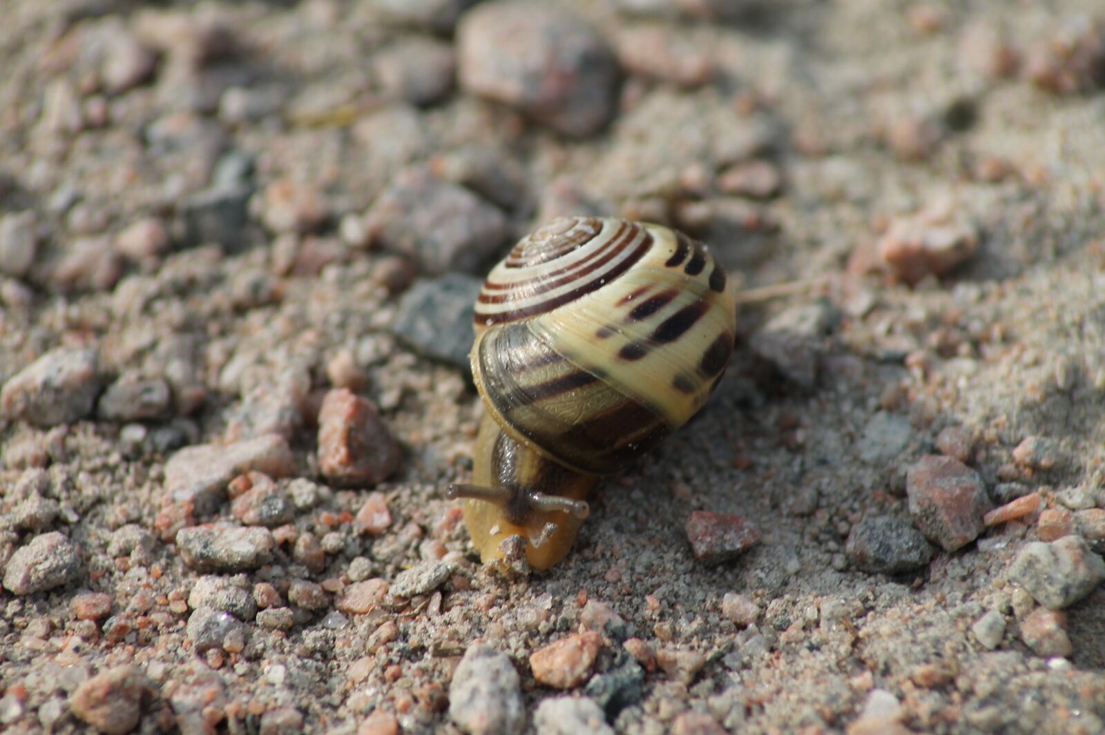 Canon EOS 1100D (EOS Rebel T3 / EOS Kiss X50) sample photo. Snail, shell, nature photography