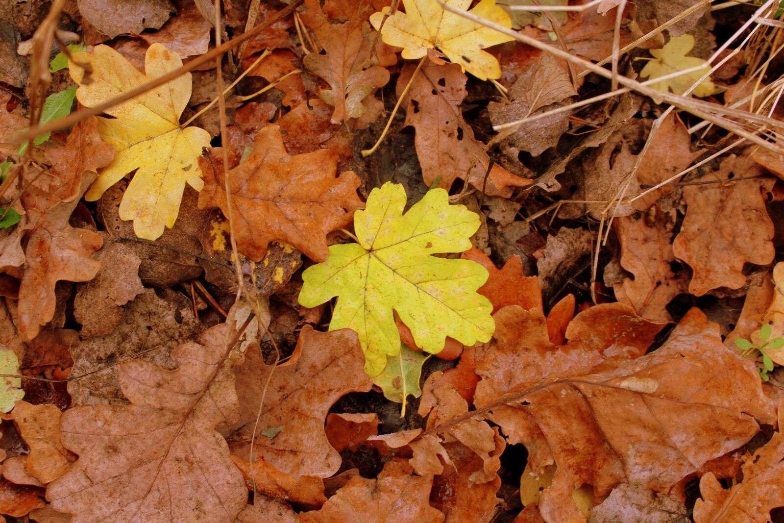 Canon EOS 1200D (EOS Rebel T5 / EOS Kiss X70 / EOS Hi) sample photo. Autumn foliage, vanishing, brown photography
