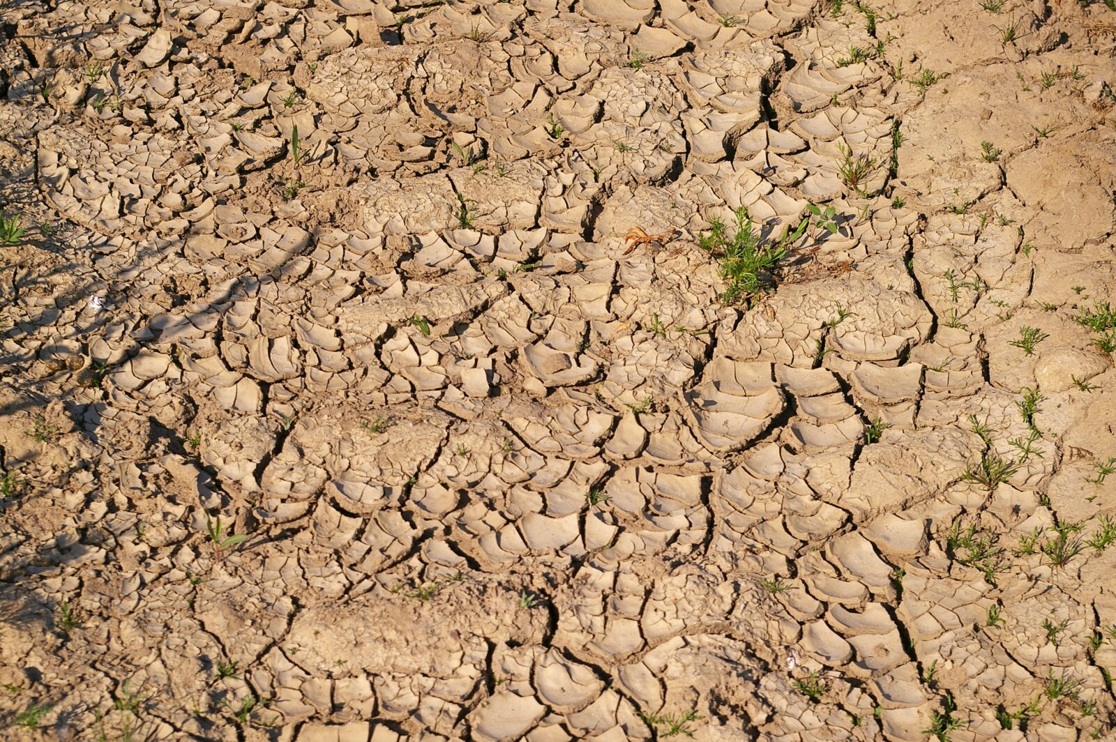 Pentax *ist DL2 sample photo. Dry soil, drought, dehydrated photography