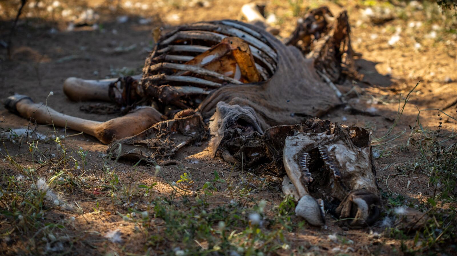 Canon EOS 6D Mark II sample photo. Carcass, kudu, animal photography