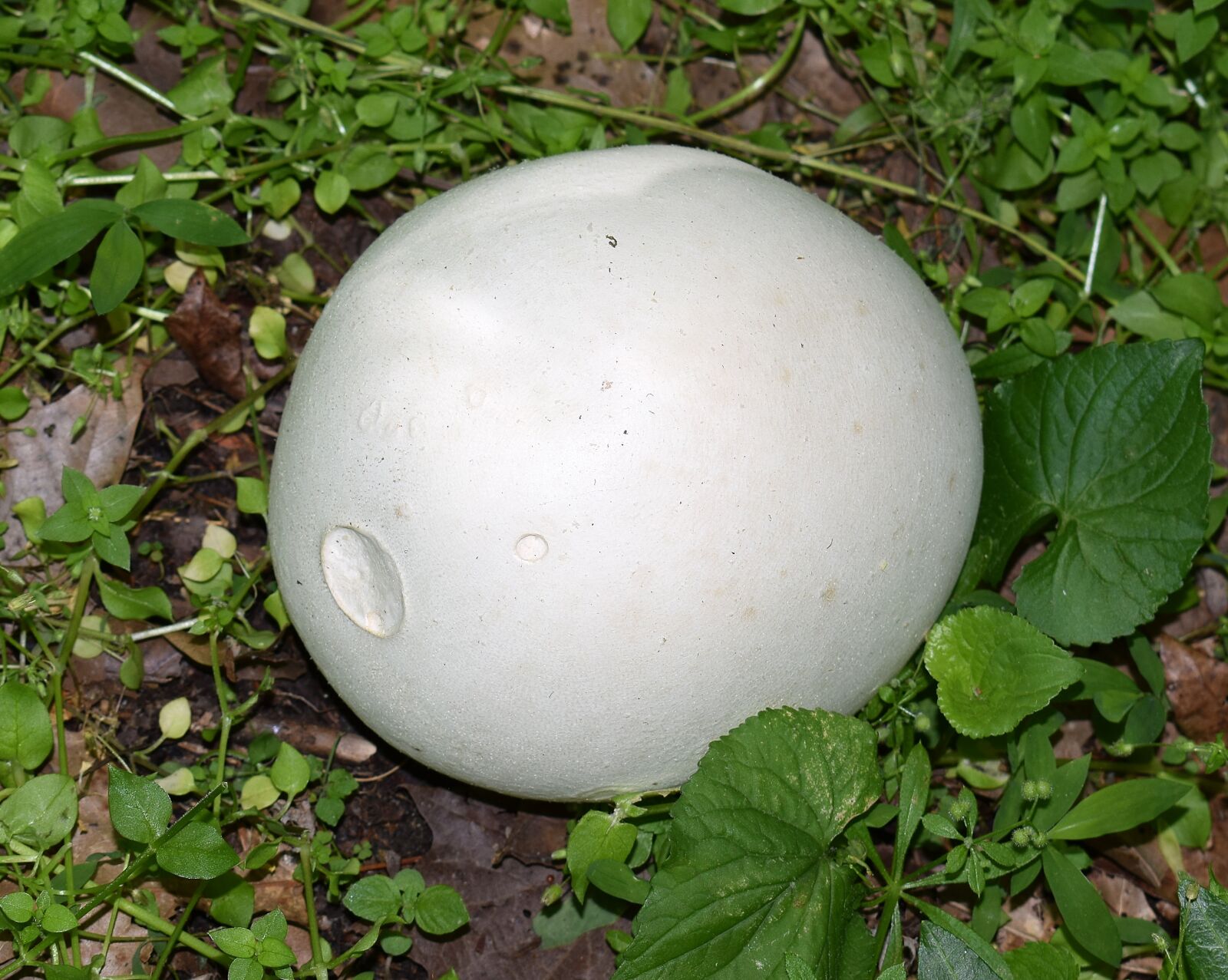 Nikon D3300 sample photo. Puffball, fungus, fungi photography