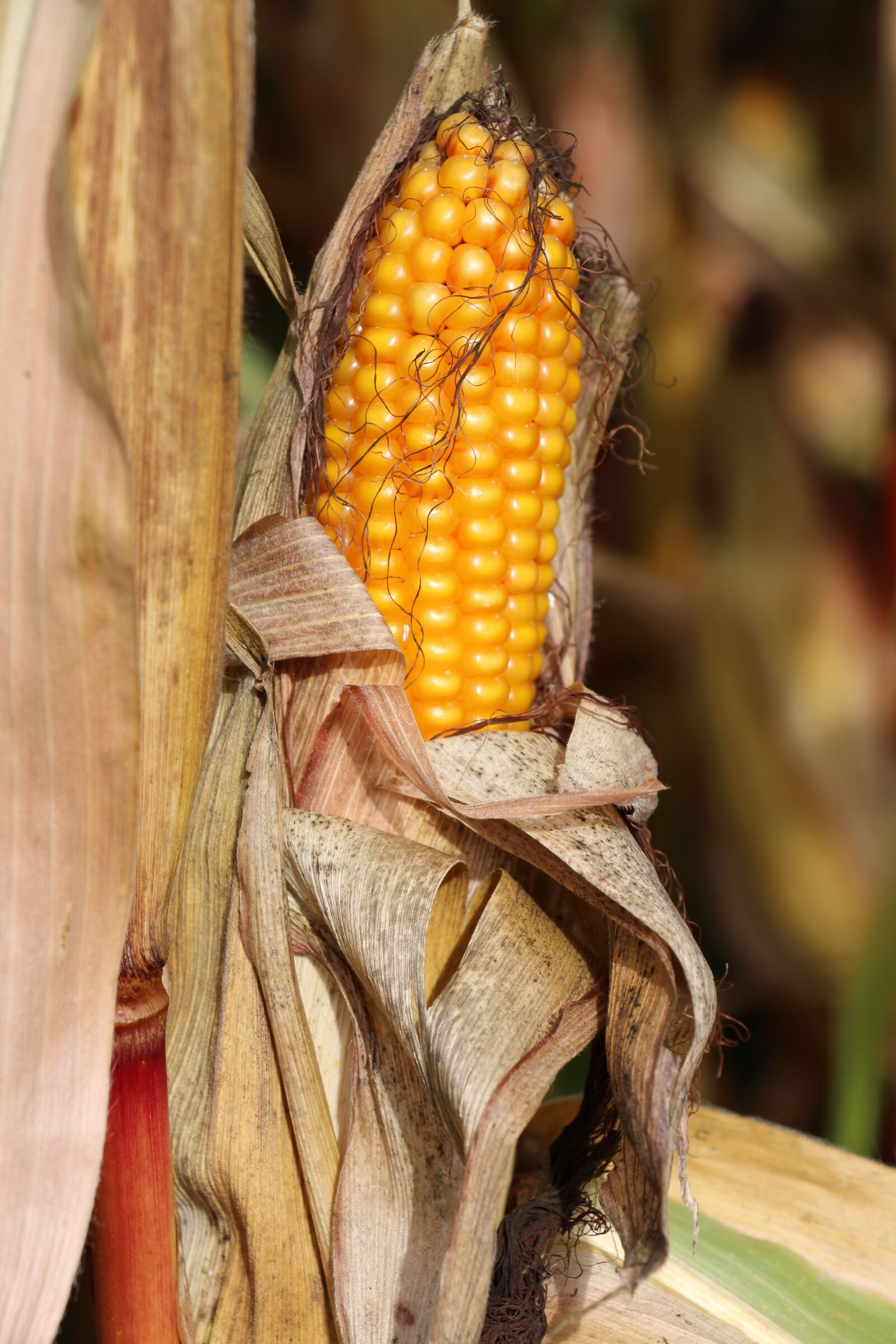 Canon EOS 700D (EOS Rebel T5i / EOS Kiss X7i) sample photo. Switzerland, field, corn photography