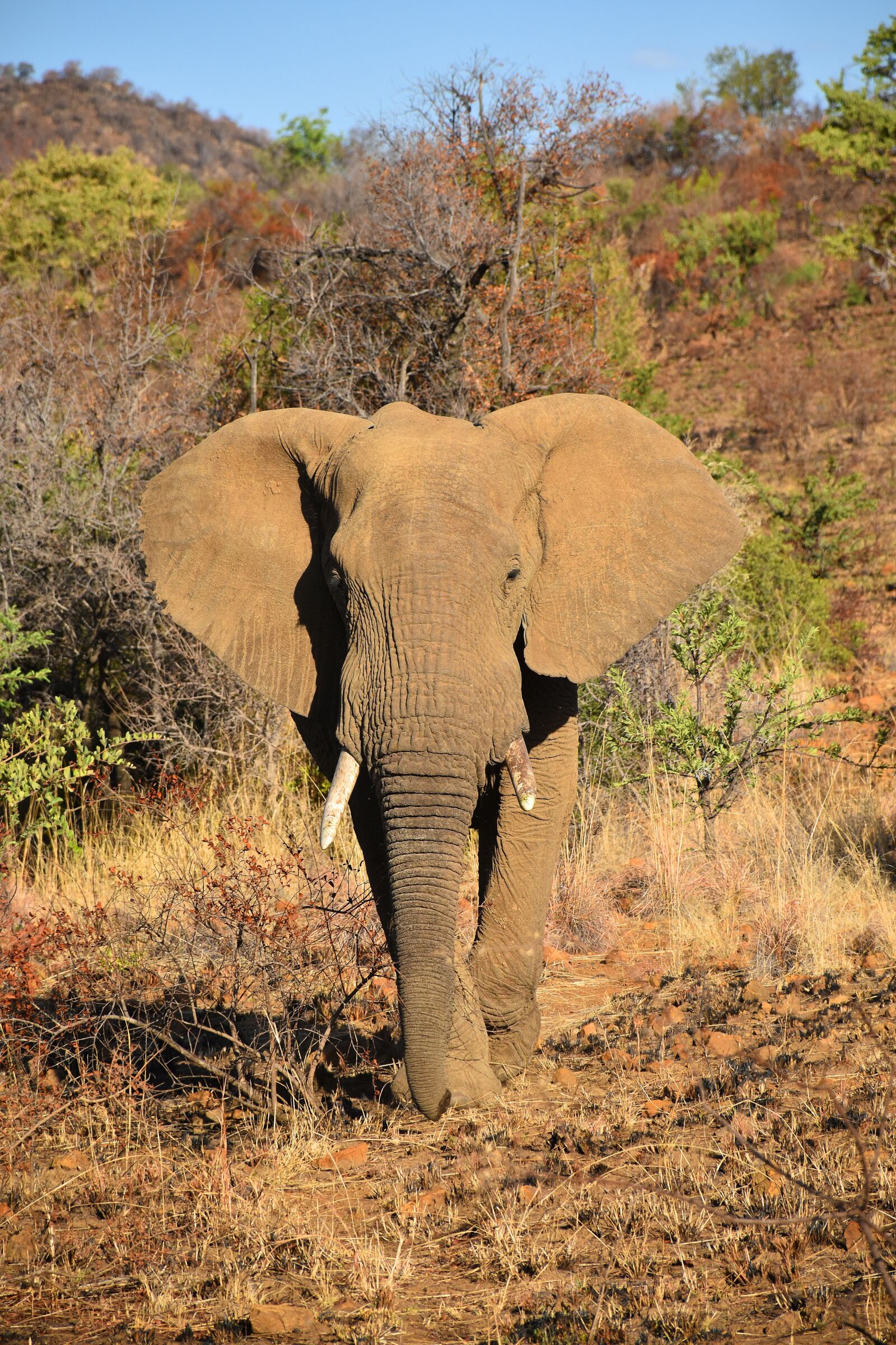 Nikon D5600 sample photo. Elephant, animal, africa photography