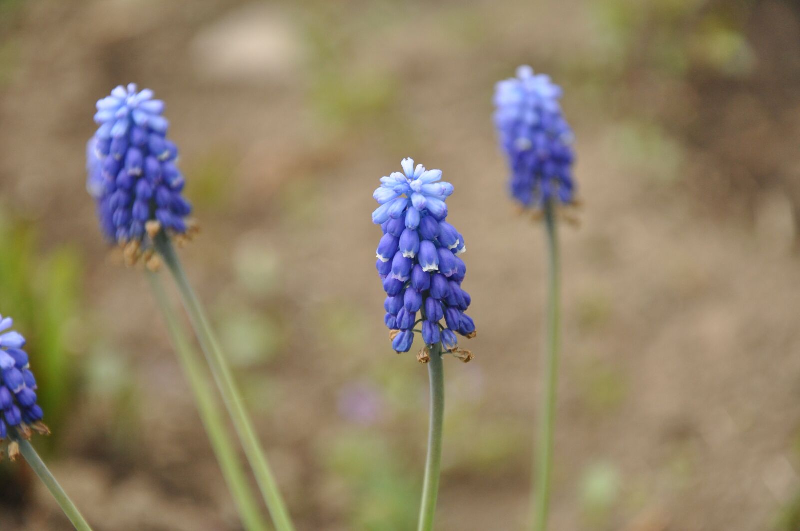 Nikon D90 sample photo. Flowers, blue flowers, blue photography