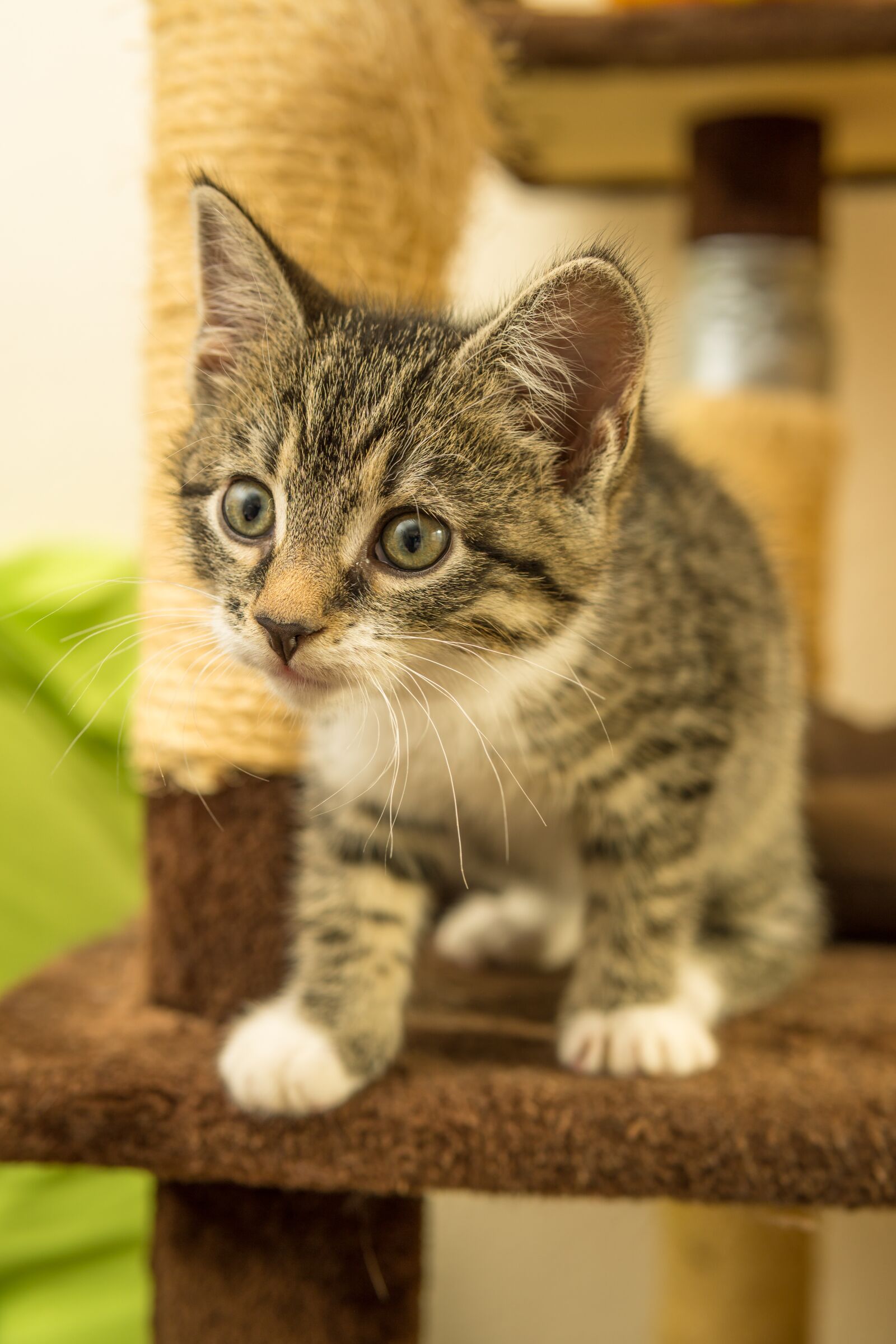 30mm F1.4 DC DN | Contemporary 016 sample photo. Cat, small, mackerel photography