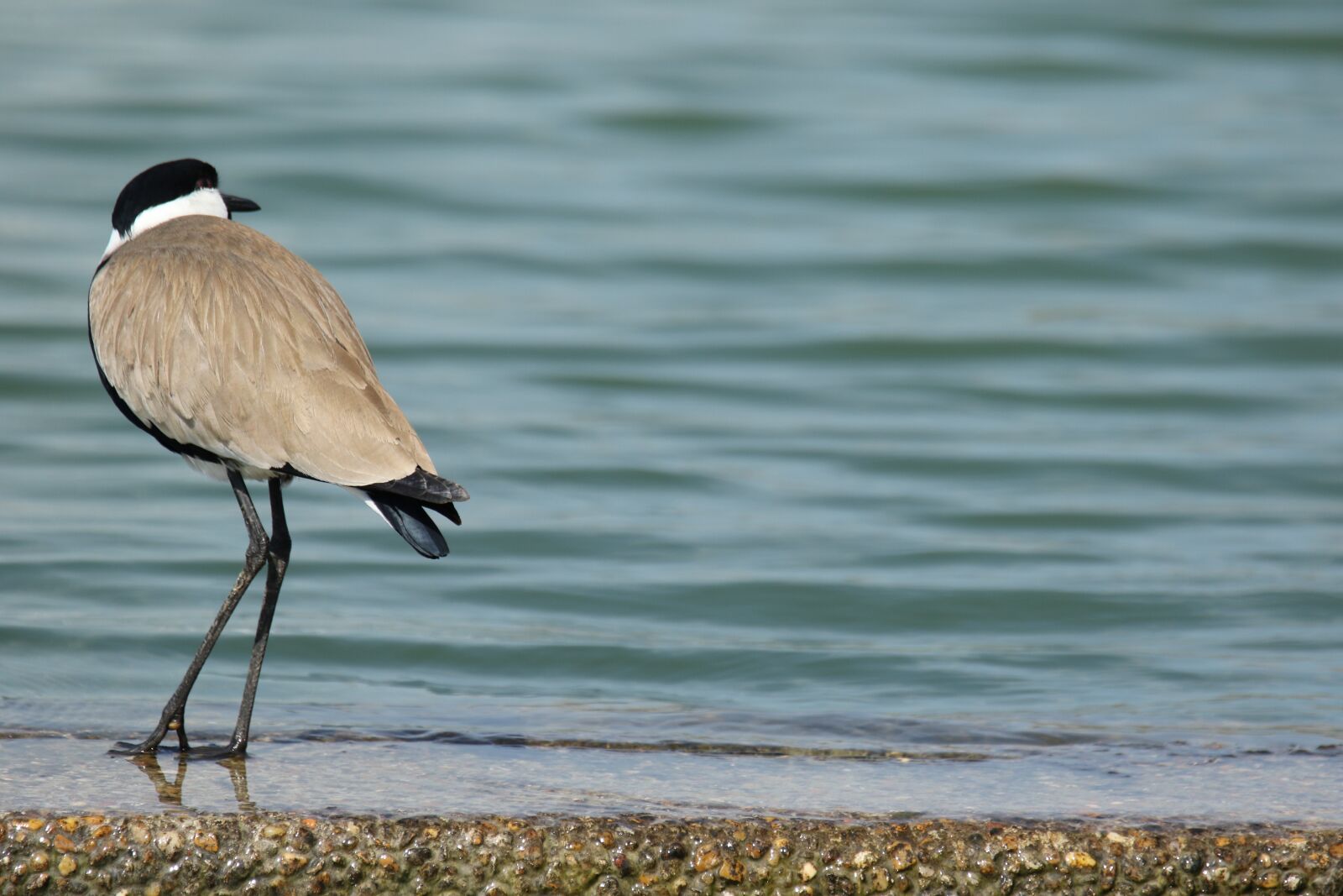 Canon EOS 7D Mark II sample photo. Bird, spur winged lap photography