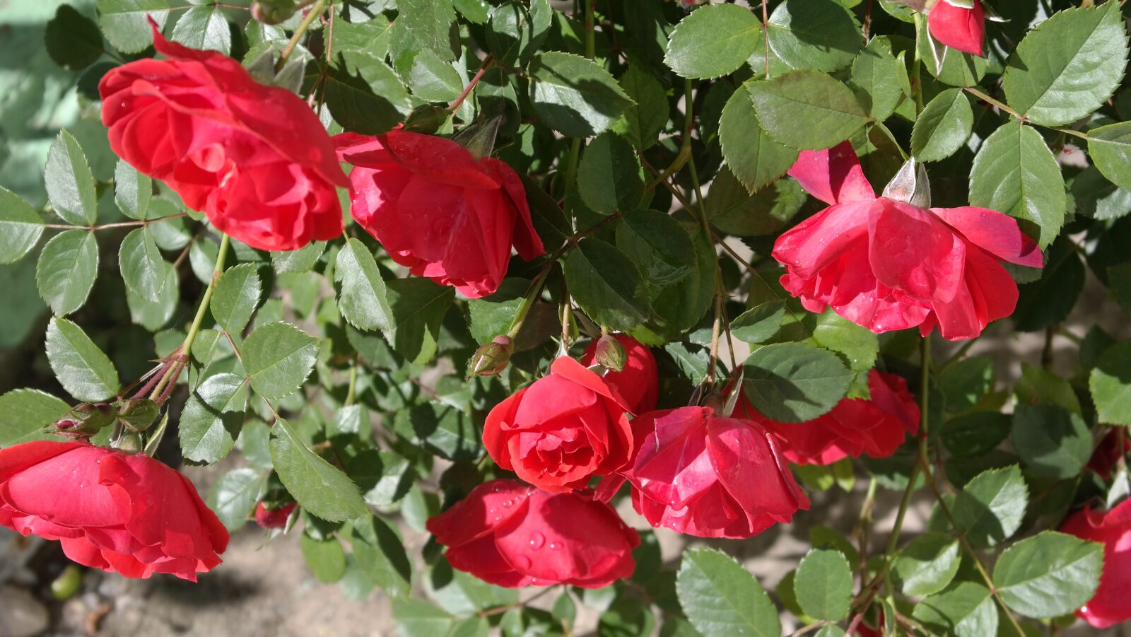 Samsung NX300 sample photo. Rose, roses, garden photography