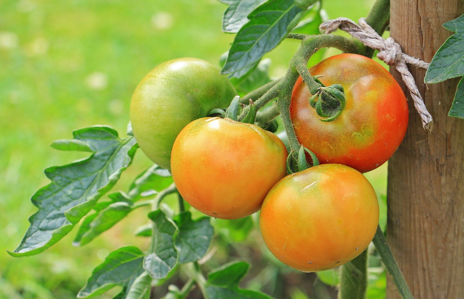 Canon EOS 550D (EOS Rebel T2i / EOS Kiss X4) sample photo. Tomatoes, vegetables, nachtschattengewächs photography