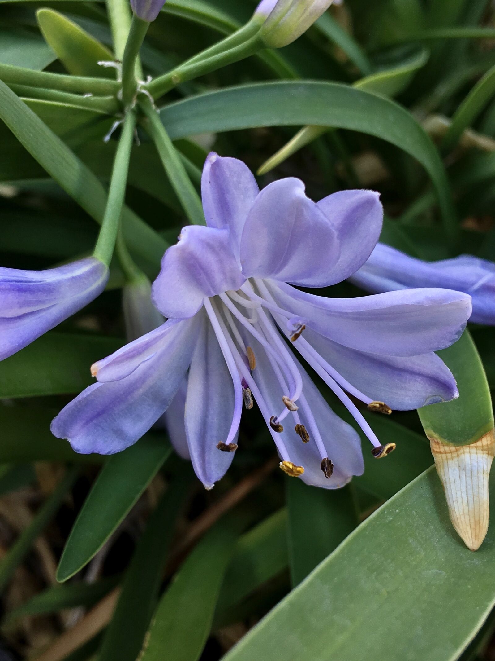 Apple iPhone 6s Plus sample photo. Nature, flower, plant photography