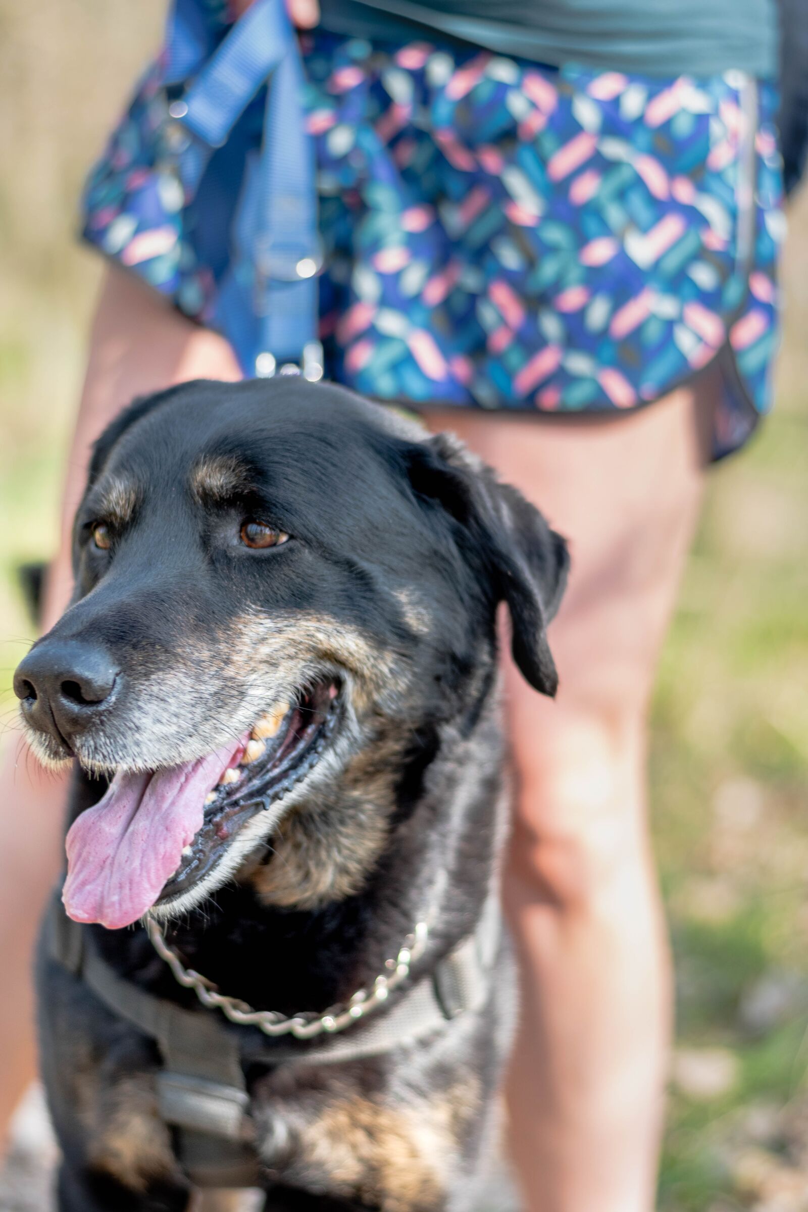Nikon D5600 sample photo. Dog, portrait, walk photography