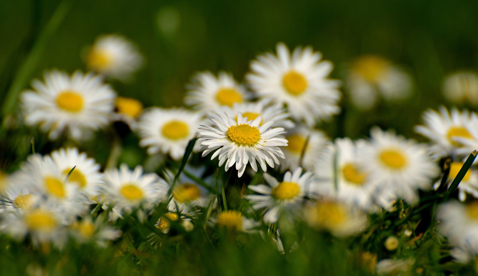 Nikon D3200 sample photo. Daisy, meadow, bloom photography