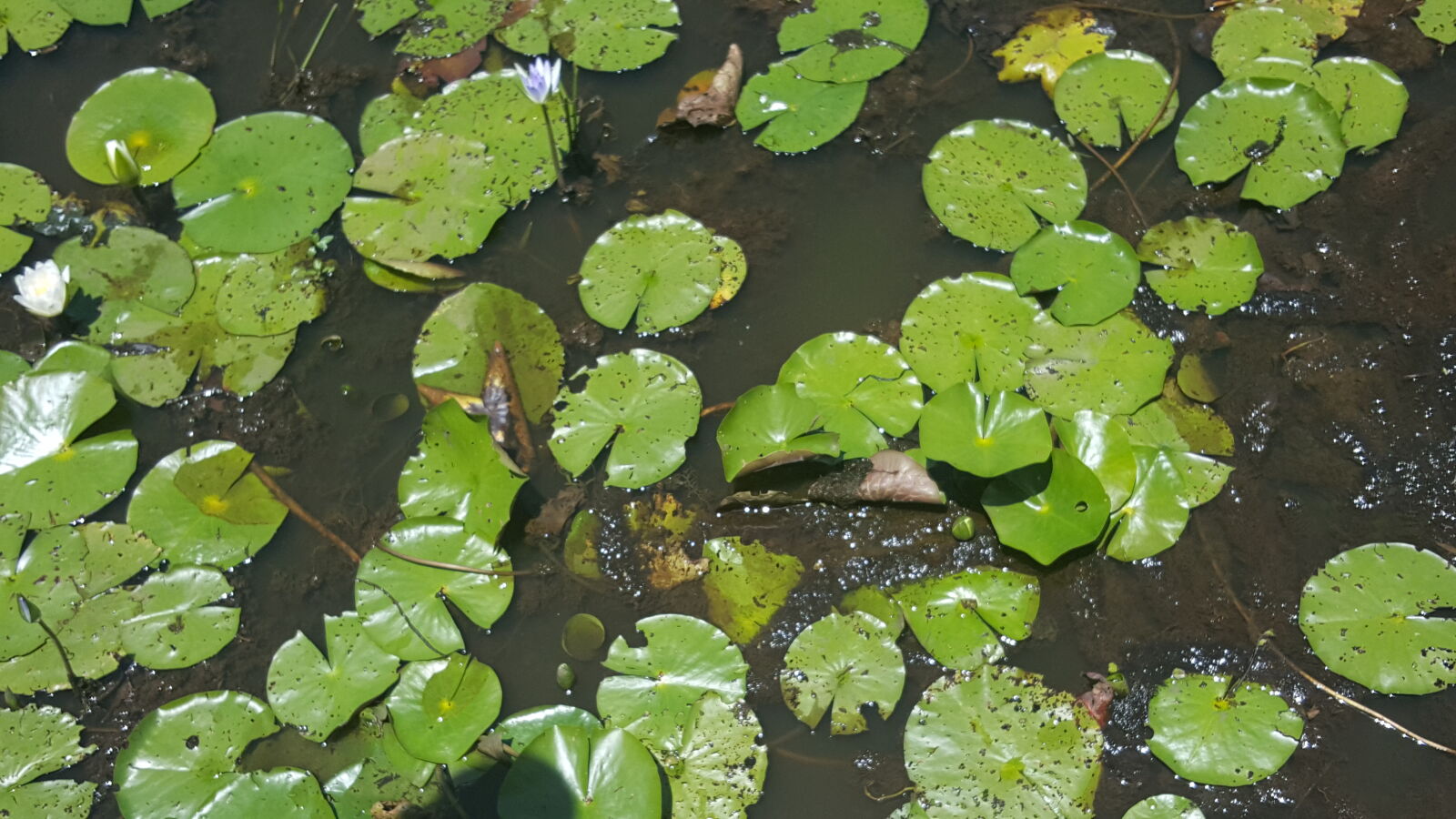 Samsung Galaxy S6 sample photo. Leaves, louisiana, muddy, nature photography